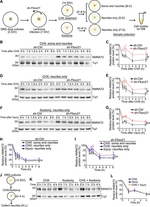 Fbxo21 regulates the protein turnover of NMNAT2 in DRG neurons. (A) A schematic of the in vitro drop cultures of primary mouse DRG neurons and the pulse chase assays. Whole cell cultures (soma and neurites) or neurite-only samples are collected as indicated. (B–G) Representative western blot images (B, D, and F) and quantifications (C, E, and G) of NMNAT2 protein levels in soma and neurites (B and C) or neurites only (D–G) of the mouse DRG cultures infected with scrambled shRNA(sh-Ctrl) or sh-Fbxo21 at the indicated time points after the CHX treatment (B–E) or axotomy (F and G). (H and I) For cross comparison, the NMNAT2 turnover curves of the sh-Ctrl groups in C, E, and G are replotted in H and those with sh-Fbxo21 in I. (J–L) NMNAT2 turnover in DRG axons treated with CHX, axotomy, or CHX + axotomy (J) is assessed by western blots analysis (K and L). All NMNAT2 levels are normalized to Tuj1, and the relative level of each group at 0 h is set to 100%. Mean ± SEM. n = 3–5. Two-way ANOVA; *P < 0.05 and **P < 0.01; ns, not significant. Source data are available for this figure: SourceData F3.
