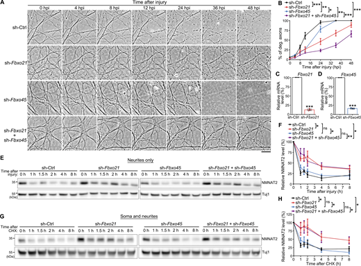 Fbxo21, but not Fbxo45, regulates the turnover of endogenous NMNAT2 protein in neurons. (A and B) Representative phase contrast images (A) and quantification (B) of the time course of injury-induced axon degeneration of the DRG neurons infected with indicated shRNAs. The equal lentivirus loads of shRNAs were used in all groups by adding supplemental amount of scrambled shRNA(sh-Ctrl). % of deg. axons, the percentage of degenerated axons. (C and D) The qPCR analysis examining the KD efficiency of sh-Fbxo21 (C) and sh-Fbxo45 (D) in the DRG neurons in A. All mRNA levels are normalized to Gapdh and shown as average percentage to that of the sh-Ctrl group (set to 100%). (E–H) Representative western blot images (E and G) and quantifications (F and H) of NMNAT2 protein levels in the neurites only (E and F) or soma and neurites samples (G and H) of mouse DRG neurons at the different time points after axotomy (E and F) or the CHX treatment (G and H). All NMNAT2 levels are normalized to Tuj1, and the relative NMNAT2 level of each group at 0 h is set to 100%. Mean ± SEM. N = 9 DRG cultures per group from pooled results of three independent repeats in B, n = 3 in C and D, n = 3 in (F and H). Student’s t test (C and D) and two-way ANOVA (B, F, and H); *P < 0.05, **P < 0.01, and ***P < 0.001; ns, not significant. Scale bar: 50 µm. Source data are available for this figure: SourceData F4.
