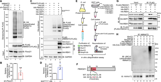 The SCFFBXO21E3 ligase complex promotes NMNAT2 ubiquitination in vivo and in vitro. (A and B) Representative image (A) and quantification (B) of the denaturing IP and western blot analysis of the ubiquitination levels of NMNAT2 in N2a cells with Fbxo21 KD. NMNAT2-FLAG is immunoprecipitated from denatured cell lysates with an anti-FLAG antibody, and the ubiquitinated NMNAT2 in the IPs is detected with an anti-HA antibody for (HA-Ub). Ub: ubiquitin. The relative levels of ubiquitinated NMNAT2 are normalized to non-ubiquitinated NMNAT2 (anti-FLAG) in the IPs and shown as percentage to that of the control group (Lane 2, scrambled shRNA). (C and D) Representative western blot image (C) and quantification (D) of the ubiquitination levels of NMNAT2 in N2a cells with OE of the SCFFBXO21 E3 complex (by co-expression of HA-FBXO21, HA-SKP1, HA-CUL1, and HA-RBX1). Ubiquitinated proteins are pulled down from denatured cell lysates using the His-Tag Dynabeads (for His-Ub), and the ubiquitinated NMNAT2-FLAG proteins in the His-pulldowns are detected with the anti-FLAG antibody. The relative levels of ubiquitinated NMNAT2 in the His-pulldown are normalized to the levels of NMNAT2-FLAG in the cell lysates and shown as percentage to that of the control group (Lane 3, empty HA vectors). Mean ± SEM. n = 3 in (B and D). Student’s t test; *P < 0.05 and **P < 0.01. (E) A schematic of the in vitro ubiquitination assay. The His-NMNAT2 substrate, the His-E1 and the His-E2 enzymes, as well as the StrepII-Ub are recombinant proteins expressed and purified from E. coli; the SCFFBXO21 E3 ligase complex is reconstituted from 293T cells by IP of FLAG-FBXO21 using the anti-FLAG antibody. (F) A diagram of the FBXO21 protein showing the P34A/E36A (AA) mutation within the F-box domain. (G) The expression of each subunit and the reconstitution of the SCFFBXO21-WT or SCFFBXO21-AA complex by IP from 293T cells are confirmed by western blotting. (H) The NMNAT2 protein is immunoprecipitated from the in vitro ubiquitination solution after the reaction using an anti-NMNAT2 antibody, and the ubiquitinated NMNAT2 is examined by western blotting with the UBCJ2 antibody (for mono- and poly-ubiquitinylated conjugates). #indicates the band of the heavy chain of the anti-NMNAT2 IgG. Source data are available for this figure: SourceData F5.