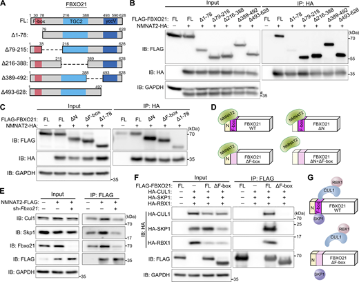 The F-box domain of FBXO21 mediates the binding to NMNAT2 and is required for the assembly of the SCFFBXO21complex. (A) The schematic diagrams of the FL and different truncation mutants of the FBXO21 proteins in B. (B) Representative image of the co-IP and western blot assays examining the interaction between NMNAT2 and the FL or different truncated FBXO21 proteins in 293T cells. #indicates the leftover signal of the band of NMNAT2-HA from anti-HA after stripping and reprobing the blots. (C and D) Representative western blot image (C) and a schematic diagram (D) showing that FBXO21 with deletion of either the N terminus (aa 1–29, ΔN) or the F-box domain (aa 30–78, ΔF-box) can still interact with NMNAT2, while deletion of them both (Δ1–78) markedly diminishes the binding in the co-IP experiment. (E) The endogenous mouse proteins Fbxo21, Skp1, and Cul1 are co-immunoprecipitated with NMNAT2-FLAG in N2a cells, and KD of Fbxo21 substantially reduces the co-IP of Skp1 and Cul1. (F and G) Representative western blot image (F) and a schematic diagram (G) showing that ΔF-box eliminates the binding of FBXO21 to SKP1, CUl1, and RBX1. Source data are available for this figure: SourceData F6.