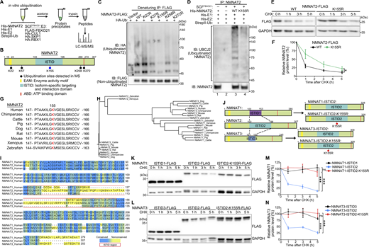 The SCFFBXO21-mediated ubiquitination at K155 within the ISTID underscores the unique lability of NMNAT2. (A) A schematic of in vitro ubiquitination of NMNAT2 by the SCFFBXO21 E3 ligase and detection of the ubiquitination sites using the LC-MS/MS. (B) The major domains of NMNAT2 and the ubiquitination sites detected in MS are shown. (C) Representative image of the denaturing IP and western blot analysis of the ubiquitination levels of WT and mutant NMNAT2-FLAG proteins in N2a cells as indicated. The experiments were repeated four times. (D) Representative image of western blot analysis examining the ubiquitination levels of purified WT or K155R mutant -NMNAT2 protein after the in vitro ubiquitination by SCFFBXO21. The experiments were repeated three times. (E and F) The representative image (E) and quantification (F) of the western blot analysis of the turnover of WT or K155R NMNAT2-FLAG protein in N2a cells following the CHX treatment. All protein levels are normalized to GAPDH, and the relative level at 0 h is set to 100%. (G) K155 and the flanking residues of NMNAT2 are conserved across different species of mammals. (H) The evolutionary relationship of the three NMNAT proteins in different species of vertebrates (see Materials and methods). (I) Sequence alignment of the three human NMNAT proteins (see Materials and methods). The red box highlights the highly variable ISTIDs. (J) Schematic diagrams of the swapping of the ISTID domain of NMNAT2 with that of NMNAT1 or NMNAT3 and the K155R mutation. (K–N) Representative images (K and L) and quantifications (M and N) of the CHX chase assay to assess the protein turnover rate of NMNAT1-FLAG (K and M) or NMNAT3-FLAG (L and N) as indicated in N2a cells. All protein levels are normalized to GAPDH, and the relative level at 0 h is set to 100%. Mean ± SEM. n = 6 in F and n = 3 in M and N. Two-way ANOVA; *P < 0.05 and ***P < 0.001; ns, not significant. Source data are available for this figure: SourceData F7.