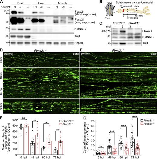 Axon degeneration in the injured sciatic nerve is delayed in Fbxo21 KO mice. (A) Representative western blot image examining the expression levels of the endogenous Fbxo21 and NMNAT2 protein in the different tissues of the Fbxo21+/+, Fbxo21−/+, and Fbxo21−/− mice as indicated. (B) A schematic of the mouse model of sciatic nerve injury. The axons distal to the injury site at about 3–10 mm were imaged and evaluated in D–G. (C) Representative western blot image confirming the KD of Fbxo21 and the increase of NMNAT2 levels in the sciatic nerves of the Fbxo21−/− mice. ms, mouse. (D and E) Representative confocal images of the longitudinal views of the whole-mounted mouse sciatic nerve of the Fbxo21+/+ (D) and Fbxo21−/− (E) mice at the indicated time points (hpi). Nerve teasing and immunostaining of neurofilament heavy chain (NFH) were performed to visualize individual axon fibers (Dun and Parkinson, 2015). Scale bar: 50 µm. (F and G) Assessments of axon degeneration in the injured mouse sciatic nerves in D and E. The maximum length of continuous axons in a FOV of 500 μm × 100 μm (F) and the number of disconnected axon segments in an FOV of 150 μm × 30 μm (G) are quantified. Mean ± SEM. n = 2–4 FOVs/mouse in F and 6–15 FOVs/mouse in G of 4 mice per group at each time point. Student's t test; *P < 0.05, **P < 0.01, and ***P < 0.001; ns, not significant. Source data are available for this figure: SourceData F9.
