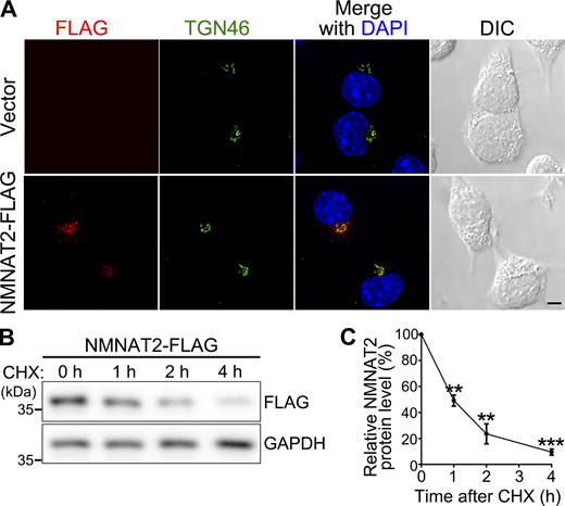 The subcellular localization and turnover of the fusion protein NMNAT2-FLAG. (A) Representative confocal images showing the subcellular localization of the fusion protein NMNAT2-FLAG in N2a cells. The result is consistent with the previous reports that NMNAT2 mainly localizes to Golgi (Berger et al., 2005; Mayer et al., 2010). Vector, pCMV-FLAG. TGN46 (trans-Golgi network protein 2), Golgi; DAPI, nucleus. (B and C) Representative image (B) and quantification (C) of the western blot analysis of the protein levels of NMNAT2-FLAG following the CHX treatment in N2a cells. The mouse GAPDH band is used as a loading control for normalization, and the relative level of NMNAT2-FLAG at 0 h is set to 100%. Data are shown as mean ± SEM. N = 3. The statistical significance is determined by one-way ANOVA; **P < 0.01 and ***P < 0.001. Scale bar: 10 µm. Source data are available for this figure: SourceData FS1.