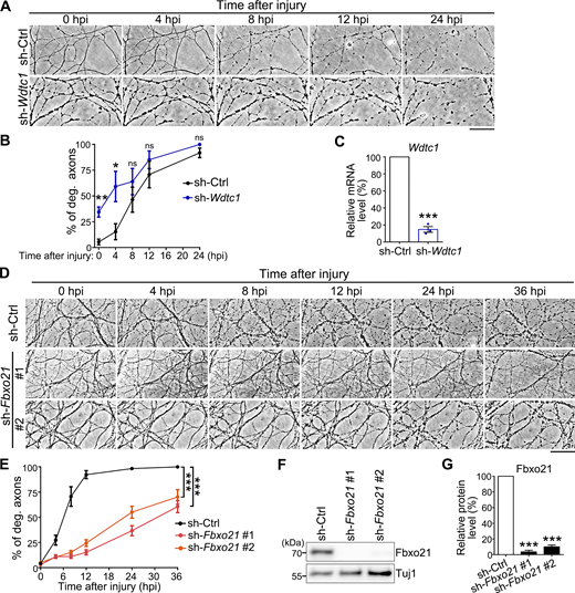 The examples of KD of NMNAT2-interacting E3 proteins in DRG axons. (A) Representative phase contrast images of DRG axons treated with sh-Ctrl or sh-Wdtc1 at the indicated time points after axotomy. (B) The degeneration curves of the DRG axons in A. The average percentage of degenerated axons and the statistical significance between the sh-Wdtc1 and the sh-Ctrl groups at each time point are shown. Note that about 1/3 of the axons of the sh-Wdtc1 group already exhibited axonal fragmentation prior to axotomy (0 h), indicating spontaneous axon degeneration with Wdtc1 KD. (C) qPCR analysis confirms the KD of Wdtc1 by sh-Wdtc1 in DRG cultures. The mRNA levels of Wdtc1 are normalized to Gapdh and shown as average percentage to that of the sh-Ctrl group (set to 100%). (D and E) Representative phase contrast images (D) and quantification (E) of injury-induced axon degeneration of the DRG neurons infected with scrambled shRNA (sh-Ctrl) or two independent shRNAs against Fbxo21 (sh-Fbxo21 #1 and #2). Images are captured live at indicated time points after axotomy. % of deg. axons, percentage of degenerated axons (see Materials and methods). (F and G) Representative western blot image (F) and quantification (G) confirm the significant reduction of Fbxo21 protein levels by either sh-Fbxo21 #1 or #2 in the DRG cultures. The Fbxo21 levels are normalized to Tuj1 and shown as average percentage to that of the sh-Ctrl group. Mean ± SEM. n = 4 DRG cultures per group from pooled results of two independent repeats in B, n = 3 in C and G, and n = 8–12 DRG cultures per group from pooled results of three independent repeats in E. Student’s t test in B and C, two-way ANOVA in E, and one-way ANOVA in G; *P < 0.05, **P < 0.01, and ***P < 0.001; ns, not significant. Scale bars: 50 µm. Source data are available for this figure: SourceData FS2.