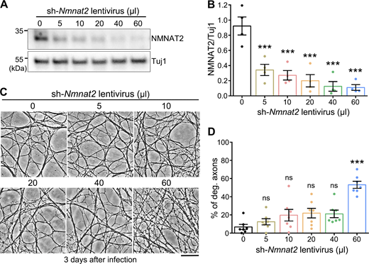 Titration of the lentivirus of sh-Nmnat2 in primary mouse DRG neurons. (A and B) Representative western blot image (A) and quantification (B) of NMNAT2 protein levels in primary mouse DRG neurons treated with the indicated amounts of sh-Nmnat2 lentivirus for 3 days. The NMNAT2 levels are normalized to Tuj1. (C and D) Representative phase contrast images (C) and quantification (D) of percentage of degenerated DRG axons 3 days after sh-Nmnat2 lentivirus infection. The concentration of the sh-Nmnat2 lentivirus is ∼2.38 × 106 viral particles/μl. Infection of the DRG cultures with 40 μl of sh-Nmnat2 lentivirus for 3 days dramatically decreased NMNAT2 protein levels without inducing significant spontaneous axon degeneration. As such, this condition was used in the experiments in Fig. 2, D–F. Mean ± SEM. N = 4 in B and n = 7 DRG cultures per group from pooled results of three independent repeats in D. One-way ANOVA; ***P < 0.001; ns, not significant. Scale bar: 50 µm. Source data are available for this figure: SourceData FS3.