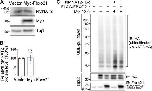 OE of Fbxo21 alone does not significantly alter the protein abundance or ubiquitination levels of NMNAT2. (A) Representative image of the western blot analysis examining the endogenous NMNAT2 levels in DRG neurons with OE of the mouse Fbxo21 gene. (B) The NMNAT2 levels are normalized to Tuj1 and shown as average percentage to that of the control group (vector). Fbxo21 OE does not significantly decrease the protein levels of NMNAT2 in DRG neurons. Mean ± SEM. N = 4. Student’s t test; ns, not significant. (C) Representative western blot image of the TUBE-pulldown assay examining the impact of OE of the human FBXO21 protein on the ubiquitination levels of NMNAT2-HA in N2a cells. The ubiquitinated NMNAT2-HA proteins are pulled down with the TUBE agarose (for polyubiquitin chains) and detected with an anti-HA antibody. FBXO21 OE does not noticeably increase NMNAT2 ubiquitination levels. To exclude the possibility that the ubiquitinated NMNAT2 protein is degraded and thus undetectable, a proteasome inhibitor MG 132 (10 μM, 4 h) to block protein degradation is also examined. But still, no increase of NMNAT2 ubiquitination levels is observed with FBXO21 OE compared with the vector control. The experiment was repeated three times. endo. Fbxo21, endogenous mouse Fbxo21 protein. Source data are available for this figure: SourceData FS4.