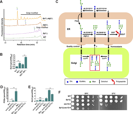 tobacco acid pyrophosphatase RNA Captor: A Tool for RNA Characterization Genome-Wide Identification of Transcriptional Start
