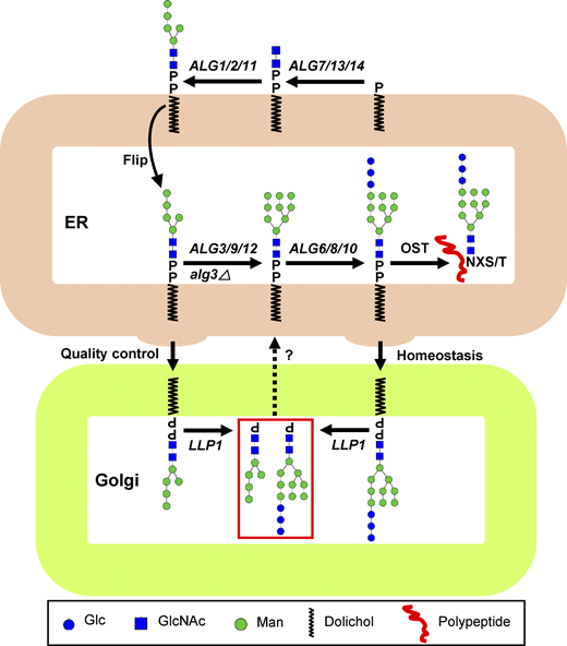 tobacco acid pyrophosphatase Cigarette Smoke-Induced Reactive Oxygen Species Formation: A Concise Review A novel pyrophosphatase activity of