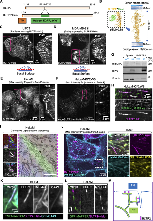BLTP2 is enriched at ER contacts with the PM and PM-connected tubular internal membranes. (A) Domain diagram of human BLTP2 and of the internally tagged (Halo, EGFP, or 2xV5 epitopes) BLTP2. TM indicates the transmembrane region of BLTP2. (B) Schematic model of the arrangement of BLTP2 at contacts of the ER with other membranes. The arrow indicates the site where tags (Halo, EGFP, or 2xV5 epitopes) were inserted. Structures are predicted using AlphaFold3. (C and D) U2OS cells (C) and MDA-MB-231 cells (D) stably expressing BLTP2^Halo show enrichment of this protein at ER-PM contacts near the edge of the cell. An optical section close to the basal surface (see dashed red line in the cartoon) is shown. (E) HeLaM cells stably expressing BLTP2^Halo show enrichment of the protein at tubular structures. (F) Localization of endogenous BLTP2 in gene-edited HeLaM cells where the 2xV5 epitope was inserted in the coding sequence of BLTP2. Anti-V5 immunofluorescence reveals enrichment of BLTP2 on tubular structures. (G) Validation of the endogenous tagging of BLTP2 by western blotting. Anti-BLTP2 immunoprecipitation co-enriched a V5 immunoreactive band. (H) Endogenous BLTP2 (V5 immunoreactivity) co-localizes with exogenous BLTP2^Halo on the same tubular structures. (I) CLEM revealed that a BLTP2-positive tubular structure represents a tubular membrane surrounded by ER. Scale bar, 500 nm. (J) BLTP2^Halo localizes at the distal portion of tubular structures that are positive for the PM marker GFP-CAAX and are labeled by the membrane-impermeant PM dye CellBrite. (K) TMEM24-mCherry, another ER-PM contact protein, is also present on BLTP2-positive tubular structures but only partially co-localizes with BLTP2^Halo. (L) GFP-MAPPER, an artificial ER-PM tethering protein, is also present on BLTP2-positive tubular structures but does not overlap with BLTP2^Halo. (M) Schematic drawing of BLTP2 localization at contacts of the ER with both the outer PM and the distal portions of PM-connected tubular structures. Source data are available for this figure: SourceData F1.
