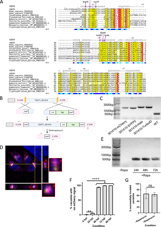 ESPript 3.0 output of multiple sequence alignment (MSA) is shown with secondary structure of the crystal structure of AP4-interacting ENTH domain.(A) Secondary structure element shown as squiggly lines represents the seven alpha helices of the crystal structure. Below the MSA is the bar representing solvent accessibility; blue, white, and teal colors represent accessible, buried, and intermediate residues of the protein. Residues highlighted in yellow demonstrate the alignment residue similarity; red highlight demonstrates identity. Purple arrows represent functional residues responsible for tepsin interaction with AP4. tENTH: Toxoplasma ENTH domain. (B) Tagging and floxing strategy for TgTEP (TGGT1_301410). (C) Genotyping of the WT (524 bp) parasite strain as well as parasite strains obtained wherein TGGT1_301410 is endogenously tagged with mCherry (1290 bp), SYFP2 (1299 bp), Halo (1529 bp), and TurboID (1557 bp). Primer design corresponds to the red arrows in panel B. (D) Orthogonal views of the merged image in Fig. 2 C show that despite TgTEP and SortLR come in very close proximity, they do not always colocalize. (E) Knockout of tagged TGGT1_301410 results in a band size of 514 bp. The floxed, endogenously tagged protein (-Rapa) could not be amplified due to its huge size. Primer design corresponds to black arrows in B. (F) The clone expressing TgTEP-mCherry was used to quantify loss of protein via IFA. 95% of parasite vacuoles lost the protein by 48 hpi. Data are presented as mean ± SD. One-way ANOVA with Tukey’s multiple comparison test was performed, with P values being represented as follows: ns ≥ 0.05; ** = 0.001–0.01; **** ≤0.0001. (G) Invasion assays were done, using parasites that were grown in the presence of 50 nM rapamycin or DMSO for a period of 48 h, after which these were manually released and allowed to invade fresh HFFs. All assays were done thrice, with a minimum of 100 parasites/vacuoles quantified per condition per replicate. All data are plotted as mean ± SD. Unpaired two-tailed Student’s t test was where P = 0.8193. hpi, h post-induction. Source data are available for this figure: SourceData FS1.