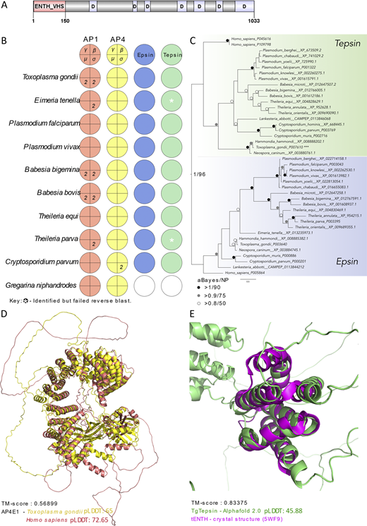 Evolution and structural assessment of adaptor complexes and accessory components in Apicomplexa. (A) Schematic of TgTEP protein architecture showing an ENTH_VHS domain and disordered regions (marked “D”), with no additional annotated motifs. Generated using DOG 2.0 (Ren et al., 2009). (B) Coulson plot representing the result of HMMer searches in 10 selected apicomplexans. Colored areas represent presence of protein homologs, white sections represent absence or unidentified, and numbers represent multiple paralogs identified. Respective proteins are annotated along with the binomial names of the species. (C) Phylogenetic analysis of epsin and tepsin using human protein sequences as references. aBayes represents Bayesian posterior probability calculations; NP represents nonparametric bootstrap support values. Clade in green represents tepsin; clade in blue represents epsin. (D) 3D superimposition of predicted AP4-ε structures of human (red) and T. gondii (yellow), TM-score, and pLDDT are provided. (E) 3D superimposition of the predicted TgTEP (green) with the crystal of human tepsin ENTH domain (magenta), TM-score, and pLDDT are provided.