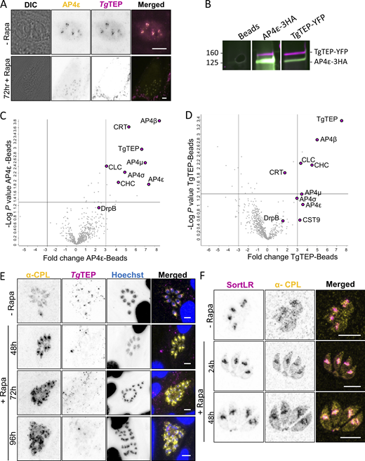 TgTEP and TgAP4 interact in clathrin-mediated transport to the PLVAC. (A) Colocalization experiments demonstrate that Halo-tagged AP-4ε (in yellow) colocalizes with mCherry-tagged TgTEP (in magenta). AP-4ε localization at the Golgi disappears in absence of TgTEP. All scale bars are 5 μm. (B) Western blot analysis of reciprocal co-IP assays confirms the physical interaction between TgTEP–GFP and AP4ε–HA. Beads alone, anti-GFP, and anti-HA–conjugated pull-downs are shown. Full blots are provided in Source Data. (C and D) Mass spectrometry of co-IP elutes reveals a significant enrichment of AP4 complex subunits and clathrin in both TgTEP and AP4ε pull-downs, displayed as volcano plots. Notably, CRT, a PLVAC transporter, is also enriched, supporting a role for this complex in PLVAC-directed trafficking. (E) CPL is found in small cytoplasmic vesicles in intracellular parasites and typically shows a diffuse localization. Depletion of TgTEP (in magenta) resulted in an accumulation of CPL (in yellow). This accumulation was seen as early as 48 h after induction, and fragmentation occurred at 72 h after induction of TgTEP knockout. Scale bars are 5 μm. (F) Colocalization of CPL (in yellow) with SortLR-Halo (in magenta) upon deletion of TgTEP demonstrates that CPL accumulation occurs in the trans-Golgi prior to its fragmentation. Scale bars are 5 μm. Source data are available for this figure: SourceData F5.