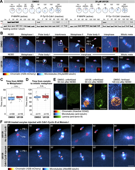 Mos–MAPK inhibition prevents MII leading to parthenogenetic development. (A) Western blot of a time course using phospho-MAPK (marking activated MAPK) and phospho-Cdk1 (marking the inactive Tyr15 phosphorylated form) antibodies to monitor Mos–MAPK and Cdk1 activities during meiosis of starfish oocytes. Oocytes were treated with 20 µM U0126 or an equal amount of DMSO added simultaneously with the maturation hormone. Time points are indicated as minutes after NEBD. Fertilization was performed 60 min after NEBD. Numbers to the left are in kDa and mark the position of the molecular weight markers. For the complete blots see Source Data F1. (B) Selected frames from time-lapse recording of oocytes expressing H2B-mCherry (red) and injected with HiLyte488-tubulin (cyan) to label chromosomes and microtubules, respectively. Oocytes were imaged through meiosis and then fertilized after MI while imaging on a spinning disk confocal microscope. Before inducing maturation, oocytes were treated either with 20 µM U0126 or an equal amount of DMSO. PBI and outlines indicate the polar bodies. Venus and Mars signs indicate female and male pronuclei, respectively. Insets show magnified views of chromosomes. Maximum intensity projections are shown, scale bars are 20 µm (insets 5 µm), and time is given in minutes. (C) Individual data points and a boxplot showing the time from NEBD to metaphase I quantified on recordings similar to those shown in B. Statistical comparison was done using the Mann–Whitney test; n marks the number of oocytes imaged. (D) Individual data points and a boxplot showing the time from meiotic metaphase I to the first mitotic metaphase quantified on recordings similar to those shown in B. Statistical comparison was done using the Mann–Whitney test, n marks the number of oocytes imaged. (E) Immunofluorescence images of oocytes stained for microtubules (anti-tubulin, cyan), chromatin (Hoechst 33342, red), and the lamina (anti-lamin B, green). Oocytes were treated with 20 µM U0126 or an equal amount of DMSO and then fixed 60 and 120 min after NEBD, respectively. Samples were imaged on a spinning disk microscope. Maximum intensity projections are shown; scale bars are 10 µm. (F) Selected frames from a time-lapse recording of oocytes expressing H2B-mCherry (red) and injected with HiLyte488-tubulin (cyan) to label chromosomes and microtubules, respectively. Oocytes were imaged through meiosis on a spinning disk confocal microscope. Before inducing maturation, oocytes were treated with 20 µM U0126. Then oocytes were either left unmanipulated, or they were injected with active Cdk1–cyclin B protein immediately following extrusion of the first polar body. Maximum intensity projections are shown, scale bars are 20 µm, and time is given in minutes. PB I denotes the first polar body, and PN is the pronucleus. Source data are available for this figure: SourceData F1.
