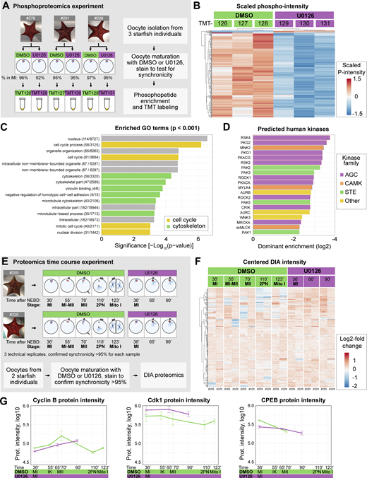 Overview of the proteomics and phosphoproteomics experiments. (A) Outline of the phosphoproteomics experiment. Mos–MAPK-inhibited (20 µM U0126, purple) and control (DMSO, green) oocytes were collected at metaphase I in three biological replicates and processed for phosphoproteomics. For the complete dataset, see Data S1. (B) Unsupervised clustering of differentially phosphorylated peptides (rows) vs TMT channels (columns). Green: control, purple: Mos–MAPK inhibition. TMT reporter intensity values are scaled to a mean of 0 and SD of 1. (C) GO overrepresentation analysis of differentially phosphorylated proteins. The numbers indicate the gene set sizes and a number of differentially phosphorylated proteins. (D) Prediction of human effector kinase families from the differentially dephosphorylated sites. (E) Outline of the proteomics time course experiment. Mos–MAPK-inhibited (20 µM U0126, purple) and control (DMSO, green) oocytes were collected at the specified stages at the given times in two biological replicates. Samples were processed in three technical replicates for proteomics and analyzed by DIA. For the complete dataset, see Data S2. (F) Unsupervised clustering of centered DIA intensities of two biological and three technical replicates (columns). Green: control, purple: Mos–MAPK inhibition. (G) Log10 normalized protein intensities for the indicated proteins. The mean and standard error of the two biological replicates and three technical repetitions of each are shown.
