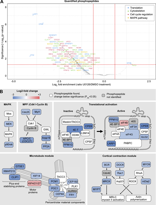 Phosphoproteomics reveals cell cycle, cytoskeleton, and translation as the main processes regulated by Mos–MAPK. (A) Volcano plot of the quantified phosphopeptides. The majority of phosphopeptides were manually classified into four categories: translation, cytoskeleton, cell cycle regulation, and MAPK pathway. The rest of the phosphopeptides, including those from unidentified proteins, are marked as gray dots. For the complete dataset, see Datas S1 and S3. (B) Functional modules were manually assembled from the list of significantly affected phosphopeptides. Color code indicates the average log2 fold change in phosphopeptide abundance upon Mos–MAPK inhibition. The numerical data are shown in a tabulated form on Table S1. Refer to the image caption for details.