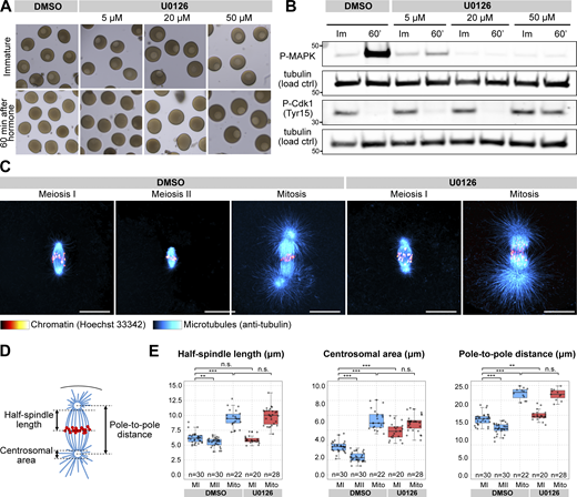 U0126 effectively and specifically inactivates Mos–MAPK in starfish oocytes and alters spindle morphology. (A) Oocytes were treated with the indicated concentrations of U0126 concomitant with maturation hormone addition. Thereafter, maturation was monitored by videomicroscopy, of which selected frames are shown at the start of the recording and 60 min after hormone addition. (B) Western blots of oocytes treated as in A using phospho-MAPK and phospho-Cdk1 antibodies to monitor Mos–MAPK and Cdk1 activities, respectively. Numbers to the left are in kDa and mark the position of the molecular weight markers. For the complete blots, see Source Data FS1. (C) Immunofluorescence images of oocytes stained for microtubules (anti-tubulin, cyan) and chromatin (Hoechst 33342, red) at the indicated stages and treated with 20 µM U0126 or an equal amount of DMSO. Imaging was done on a laser scanning confocal microscope. Maximum intensity projections are shown; scale bars are 20 µm. (D) Schematics of the meiotic spindle illustrating the morphometric measurements. Microtubules are cyan, and chromatin is red. (E) Individual data points and boxplots showing 3D measurements performed on images similar to those shown in C. **P < 0.05, ***P < 0.0001; statistical analysis was done using a two-tailed t test. n is the number of oocytes analyzed. Source data are available for this figure: SourceData FS1. Refer to the image caption for details.