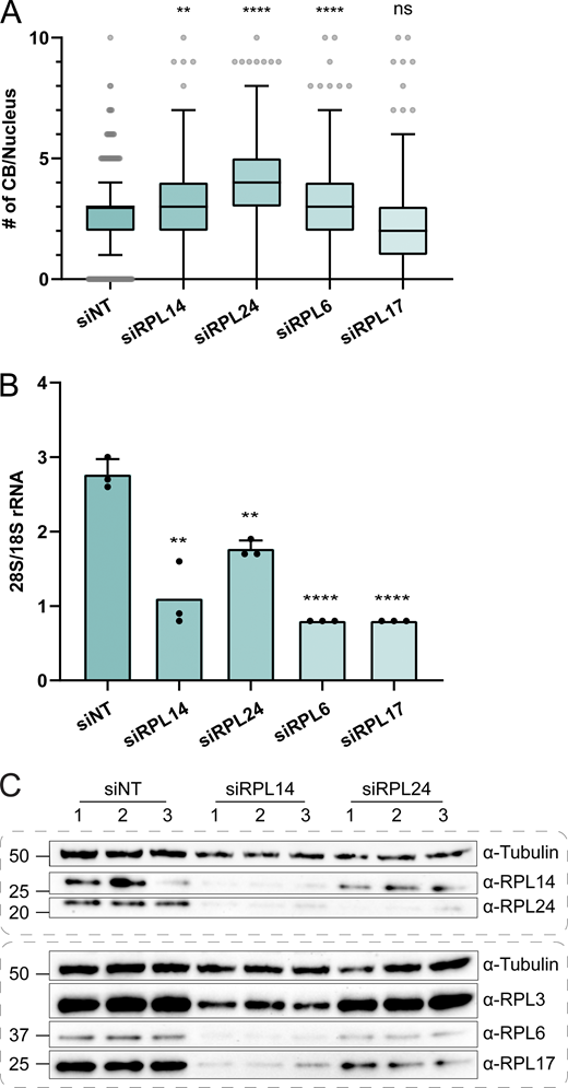 RPL24 has the greatest effect on CB number and the least effect on ribosome integrity. (A) Quantification of CB numbers per nucleus in HeLa cells after siRNA knockdown of control (NT) or ribosomal proteins for 72 h. RPL14 and RPL24 are positive hits identified in the siRNA screen to increase the CB number. RPL6 and RPL17 were not enriched in proximity biotinylation. Number of replicates: siNT = 7; siRPL14 = 6; siRPL24, siRPL6 and siRPL17 = 5. P values are obtained by Kruskal–Wallis test followed by the Dunn test with Bonferonni correction. **, P < 0.01, ****, P < 0.0001. Whiskers are plotted by the Tukey method. (B) 28S/18S rRNA ratio of RNA extracted from HeLa cells after respective siRNA knockdown. Number of replicates = 3. P values are obtained by unpaired t tests with siNT. **, P < 0.01; ***, P < 0.001; ****, P < 0.0001. Error bar, SD. (C) Western blot analysis of ribosomal protein expression in HeLa cells after respective siRNA knockdown. Tubulin is used as a loading control. Number 1–3 stands for independent replicates. Source data are available for this figure: SourceData F6. Refer to the image caption for details.