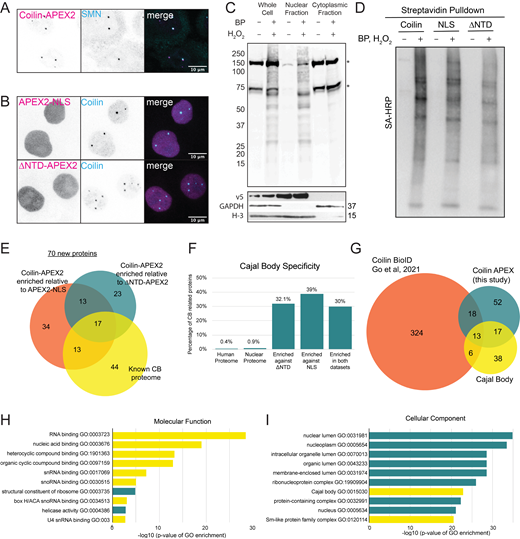 Enrichment of CB proteins using proximity biotinylation identifies seventy new CB proteins. (A) Immunofluorescent staining of coilin-AEPX2 labeled by α-V5 antibody (magenta) and α-SMN antibody (cyan). (B) Immunofluorescent staining of APEX2-NLS and ΔNTD-APEX2 labeled by α-V5 antibody (magenta) and α-coilin (cyan). (C) Streptavidin Blot of fractionated coilin-APEX2 cells ± BP and H2O2 showing endogenously biotinylated proteins (*) and biotinylated proteins after treatment (top). Primary antibodies showing localization of proteins in fractions; α-V5 antibody is a marker for coilin-APEX2, α-GAPDH antibody is a marker for cytoplasm, α-H3 antibody is a marker for nucleus. (D) Streptavidin Blot of biotinylated proteins pulled down from nuclear lysates ± BP and H2O2 treatment. (E) Venn diagram of statistically enriched CB proteins relative to ΔNTD-APEX2 (teal) and APEX2-NLS (orange) compared to known CB proteome (yellow). (F) CB proteins that are enriched in the 100 hits. The percent of proteins in the human and nuclear proteome and of the enriched hits that localize to CBs. (G) Venn diagram of statistically enriched CB proteins against both controls (teal) compared to coilin-BioID (orange) (Go et al., 2021) and known CB proteome (yellow). (H and I) GO-term analysis of proteins enriched in coilin-APEX2. The 10 most significant hits along with the −log10 of their P values are displayed, CB-associated GO terms are highlighted in yellow. Source data are available for this figure: SourceData FS1. Refer to the image caption for details.