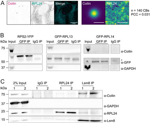 Ribosomal subunit proteins do not localize to CBs or interact with coilin. (A) Left: Immunofluorescent staining of wildtype HeLa cell using RPL24 (cyan) and coilin (magenta) antibody. Scale bar = 10 μm. Right: colocalization analysis of RPL24 and coilin. Scale bars = 1 μm. (B) Coimmunoprecipitation using GFP antibody with RPL13, RPL14, or RPS2 cell line. Stable HeLa cell lines expressing fluorescently tagged ribosomal proteins were induced by 0.5 μg/ml doxycycline for 20 h before harvest. Cell lysate was incubated with IgG or GFP antibody overnight. GAPDH was used as negative control. 2.2% of sample were loaded as input. (*) indicates IgG heavy chain, which is below fluorescently tagged RPL13 and RPS2 and above RPL14. (C) Coimmunoprecipitation using RPL24 or Lsm8 antibody in wildtype HeLa cells. HeLa cell lysate was incubated with IgG, RPL24, or Lsm8 antibody overnight. GAPDH was used as negative control. 2% of sample were loaded as input. Two replicates are shown for each IP. Source data are available for this figure: SourceData FS3. Refer to the image caption for details.
