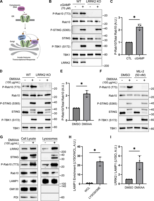 STING promotes LRRK2 kinase activity and lysosome recruitment. (A) Schematic representation of STING activation, trafficking, and TBK1 activation. (B) Immunoblot analysis displaying the effects of a 2-h treatment with cGAMP on the indicated proteins in WT and LRRK2 KO cells. (C) Quantification of Rab10 phosphorylation in cGAMP-treated WT and LRRK2 KO cells, with phospho-Rab10 (P-Rab10) levels normalized to total Rab10. A two-tailed unpaired Welch’s t test was performed (P = 0.0118). (D) Immunoblot results demonstrating the impact of a 2-h treatment with vehicle (DMSO) or DMXAA on the indicated proteins in cells of the specified genotypes. (E) Quantification of Rab10 phosphorylation in DMSO- versus DMXAA-treated cells, with phospho-Rab10 levels normalized to total Rab10. A two-tailed unpaired Welch’s t test was performed (P = 0.0163). (F) Immunoblot analysis depicting the effects of a 2-h treatment with DMXAA on the indicated proteins in cells that were also treated with and without MLi-2. MLi-2 was added 1 h before the addition of DMXAA and maintained during the DMXAA treatment. (G) Immunoblots of whole-cell lysates and SPION-purified lysosomes from cells treated with DMSO or DMXAA for 2 h. Results for the cell lysate and lysosome fractions were derived from the same membranes. Direct comparisons of organelle markers (LAMP1, GM130, and PDI) are supported by the fact that these images reflect the same exposures and postacquisition adjustments. (H) Quantification of LAMP1 enrichment in lysosome versus whole-cell lysate (WCL) fractions to demonstrate effective lysosome enrichment. A two-tailed unpaired Welch’s t test was performed (P = 0.0140). (I) Quantification of LRRK2 enrichment in the lysosome fractions (normalized to LAMP1 in the same fraction). A two-tailed unpaired Welch’s t test was performed (P = 0.0496). Numbers at right of each blot refer to molecular weight (kDa). Error bars represent standard deviations. All experiments were performed in RAW 264.7 cells. Data presented in this figure are representative of results from a minimum of three independent experiments. *P < 0.05. Source data are available for this figure: SourceData F1