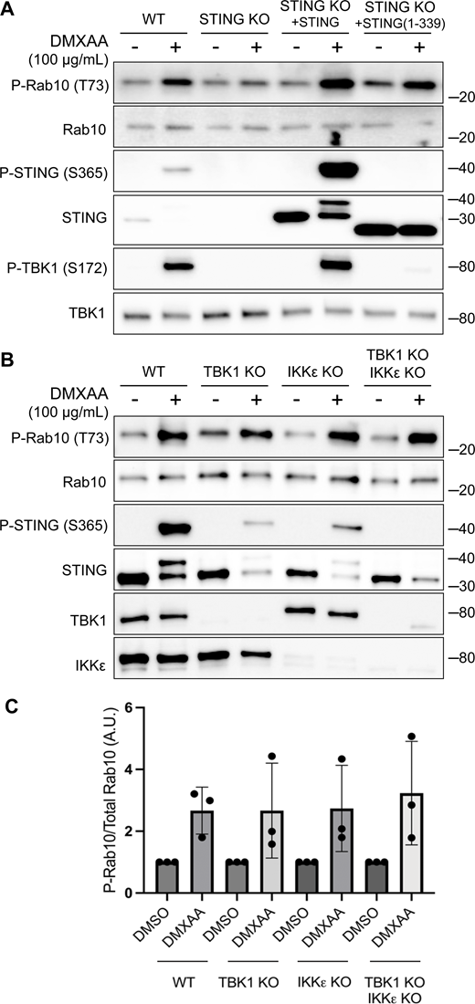 TBK1 and IKKε are not required for LRRK2 activation by STING. (A) Immunoblots revealing the effects of 2-h treatments with DMSO or DMXAA on the indicated proteins in WT and STING KO RAW 264.7 cells, along with STING KO cells that were rescued by stable expression of full-length mouse STING or C-terminally truncated STING (amino acids 1–339). (B) Immunoblot results depicting the effects of 2-h treatment with vehicle (DMSO) or DMXAA on the indicated proteins in WT, TBK1 KO, IKKε KO, and TBK1 + IKKε double KO cells. (C) Quantification of Rab10 phosphorylation in DMSO- versus DMXAA-treated cells of the indicated genotypes, with phospho-Rab10 (P-Rab10) levels normalized to total Rab10. A one-way ANOVA was performed (P = 0.9476). Numbers at right of each blot refer to molecular weight (kDa). Error bars represent standard deviations. Data presented in this figure are representative of results from a minimum of three independent experiments. Source data are available for this figure: SourceData F2 Refer to the image caption for details.