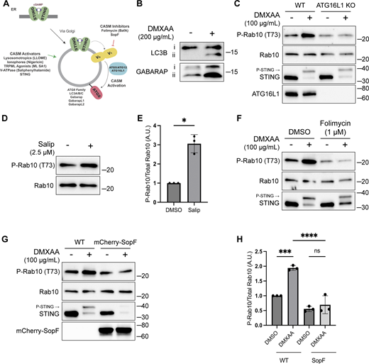 CASM is required for LRRK2 activation by STING. (A) Schematic diagram summarizing activators and inhibitors of the CASM pathway that were used in experiments in this figure. (B) Immunoblots illustrating the impact of DMXAA treatment on LC3B and GABARAP lipidation in RAW 264.7 cells (i = unlipidated, ii = lipidated). (C) Immunoblots displaying the effects of a 2-h treatment with DMSO versus DMXAA on the indicated proteins in WT and ATG16L1 KO cells. (D) Immunoblot results comparing control versus Salip-treated cells following a 2-h treatment. (E) Quantification of the phospho-Rab10 (P-Rab10)/total Rab10 ratio from panel D. A two-tailed unpaired Welch’s t test was performed (P = 0.0175). (F) Immunoblots depicting the impact of folimycin (added 1 h before DMXAA and maintained throughout DMXAA incubation) on the response to a 2-h treatment with DMSO versus DMXAA on the indicated proteins. (G) Immunoblots from WT RAW 264.7 cells versus cells that stably express mCherry-SopF after a 2-h treatment with DMSO versus DMXAA, showing the impact on the indicated proteins in RAW 264.7 cells. (H) Quantification of the phospho-Rab/Rab10 ratios from panel G. A one-way ANOVA with Sidak’s post-test was performed (WT DMSO versus WT DMXAA, P = 0.0006; WT DMXAA versus SopF DMXAA, P = <0.0001; and SopF DMSO versus SopF DMXAA, P = 0.9023). Molecular weight markers (kDa) are indicated on the right side of each blot. Error bars represent standard deviations. All experiments were conducted in RAW 264.7 cells, and the data presented in this figure are representative of results obtained from a minimum of three independent experiments. *P < 0.05; ***P < 0.001; ****P < 0.0001. Source data are available for this figure: SourceData F3