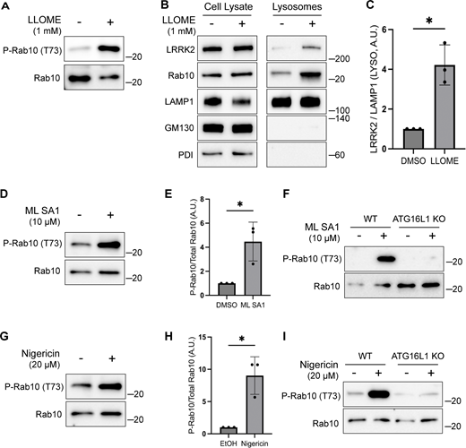 Multiple stimuli activate LRRK2 through CASM. (A) Immunoblots illustrating the impact of LLOME treatment (2 h) on phospho-Rab10 (P-Rab10) and total Rab10 levels. (B) Immunoblots of cell lysates and SPION-purified lysosomes from cells treated with LLOME for 2 h. Results for the cell lysate and lysosome fractions were derived from the same membranes. Direct comparisons of organelle markers (LAMP1, GM130, and PDI) are supported by the fact that these images furthermore reflect the same exposures and postacquisition adjustments. (C) Quantification of LRRK2 enrichment on lysosomes (normalized to LAMP1) from panel B. A two-tailed unpaired Welch’s t test was performed (P = 0.0313). (D) Immunoblots demonstrating the effects of a 2-h treatment with DMSO versus ML SA1 on Rab10 phosphorylation. (E) Quantification of phospho-Rab10/Rab10 ratios from panel D. A one-tailed unpaired Welch’s t test was performed (P = 0.0327). (F) Immunoblots showing the effects of a 2-h treatment with ML SA1 on phospho-Rab10 and Rab10 in WT and ATG16L1 KO cells. (G) Immunoblots displaying the effects of a 2-h treatment with nigericin on Rab10 phosphorylation. (H) Quantification of phospho-Rab10/Rab10 ratios from panel G. A two-tailed unpaired Welch’s t test was performed (P = 0.0411). (I) Immunoblots illustrating the effects of a 2-h treatment with nigericin on phospho-Rab10 and Rab10 in WT and ATG16L1 KO cells. Molecular weight markers (kDa) are indicated on the right side of each blot. Error bars represent standard deviations. All experiments were conducted in RAW 264.7 cells, and the data presented in this figure are representative of results obtained from a minimum of three independent experiments. Source data are available for this figure: SourceData F4
