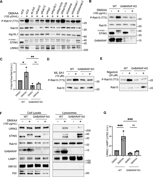 GABARAP is required for LRRK2 activation and lysosome recruitment. (A) Immunoblot results showing the impact of the indicated siRNAs on Rab10 phosphorylation and additional specified proteins in response to DMXAA. Experiments were performed 48 h after siRNA transfections. (B) Immunoblots demonstrating the effects of a 2-h treatment with DMXAA on the indicated proteins in WT and GABARAP KO cells. (C) Quantification of the phospho-Rab10 (P-Rab10)/Rab10 ratio in panel B. A one-way ANOVA with Sidak’s post-test was performed (WT DMSO versus WT DMXAA, P = 0.0192; WT DMXAA versus GABARAP KO DMXAA, P = 0.0034; and GABARAP KO DMSO versus GABARAP KO DMXAA, P = 0.9650). (D) Immunoblots demonstrating the influence of GABARAP KO on the phospho-Rab10/Rab10 ratio in response to ML SA1 (2-h treatment). (E) Immunoblots revealing the effect of GABARAP KO on the phospho-Rab10/Rab10 ratio in response to nigericin (2-h treatment). (F) Immunoblots of cell lysates and SPION-purified lysosomes from WT and GABARAP KO cells treated with DMSO or DMXAA for 2 h. Results for the cell lysate and lysosome fractions were derived from the same membranes. Direct comparisons of organelle markers (LAMP1, GM130, and PDI) are supported by the fact that these images furthermore reflect the same exposures and postacquisition adjustments. (G) Quantification of lysosomal LRRK2 abundance (LRRK2 normalized to LAMP1) from panel F. A one-way ANOVA with Sidak’s post-test was performed (WT DMSO versus WT DMXAA, P = 0.0004; WT DMXAA versus GABARAP KO DMXAA, P = 0.0003; and GABARAP KO DMSO versus GABARAP KO DMXAA, P = 0.9255). Molecular weight markers (kDa) are indicated on the right side of each blot. Error bars represent standard deviation. All experiments were conducted in RAW 264.7 cells, and the data presented in this figure are representative of results obtained from a minimum of three independent experiments, except for panel A where n = 2. *P < 0.05; **P < 0.01; ***P < 0.001. Source data are available for this figure: SourceData F5 Refer to the image caption for details.