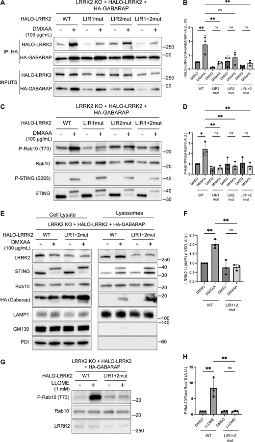 Functional validation of LRRK2 LIR motifs. (A) Immunoblots of inputs and anti-HA immunoprecipitates (IP) from LRRK2 KO cells that stably express versions of Halo-tagged human LRRK2 (WT, LIR1 mutant, LIR2 mutant, and LIR1+2 mutant) and HA-tagged human GABARAP. LIR#1 mutation is WEVL to AEVA, LIR2 mutation is WTFI to ATFA, and LIR1+2 mutant combines LIR1 and LIR2 mutations. Cells were treated with DMSO or DMXAA for 2 h. (B) Quantification of HALO-LRRK2 abundance in HA-GABARAP immunoprecipitations in A. A one-way ANOVA with Sidak’s post-test was performed (WT DMSO versus WT DMXAA, P = 0.0056; WT DMXAA versus LIR1mut DMXAA, P = 0.0040; WT DMXAA versus LIR2mut DMXAA, P = 0.0750; WT DMXAA versus LIR1+2mut DMXAA, P = 0.0037; LIR1mut DMSO versus LIR1mut DMXAA, P = 0.9993; LIR2mut DMSO versus LIR2mut DMXAA, P = >0.9999; and LIR1+2mut DMSO versus LIR1+2mut DMXAA, P = >0.9999). (C) Immunoblots from LRRK2 KO cells that stably express versions of Halo-tagged human LRRK2 (WT, LIR1 mutant, LIR2 mutant, and LIR1+2 mutant) and HA-tagged human GABARAP treated with DMSO or DMXAA (2 h). (D) Quantification of phospho-Rab10 (P-Rab10) over total Rab10 in C. A one-way ANOVA with Sidak’s post-test was performed (WT DMSO versus WT DMXAA, P = 0.011; WT DMXAA versus LIR1mut DMXAA, P = 0.0012; WT DMXAA versus LIR2mut DMXAA, P = 0.0041; WT DMXAA versus LIR1+2mut DMXAA, P = 0.0034; LIR1mut DMSO versus LIR1mut DMXAA, P = >0.9999; LIR2mut DMSO versus LIR2mut DMXAA, P = >0.9999; and LIR1+2mut DMSO versus LIR1+2mut DMXAA, P = >0.9999). (E) SPION-purified lysosomes from LRRK2 KO cells stably expressing HALO-tagged human LRRK2 (WT and LIR1+2 mutant) ± treatment with 100 µg/ml DMXAA (2 h). Results for the cell lysate and lysosome fractions were derived from the same membranes. Direct comparisons of organelle markers (LAMP1, GM130, and PDI) are supported by the fact that these images reflect the same exposures and postacquisition adjustments. (F) Quantification of lysosomal LRRK2 abundance (LRRK2 normalized to LAMP1) from panel E. A one-way ANOVA with Sidak’s post-test was performed (WT DMSO versus WT DMXAA, P = 0.0056; WT DMXAA versus LIR1+2mut DMXAA, P = 0.0016; and LIR1+2mut DMSO versus LIR1+2mut DMXAA, P = >0.9999). (G) Immunoblots from LRRK2 KO cells that stably express versions of Halo-tagged human LRRK2 (WT or LIR1+2 mutant) and HA-tagged human GABARAP treated with DMSO or LLOME for 2 h. (H) Quantification of phospho-Rab10 normalized to total Rab10 from panel G. A one-way ANOVA with Sidak’s post-test was performed (WT DMSO versus WT LLOME, P = 0.0024; WT LLOME versus LIR1+2mut LLOME, P = 0.0024; and LIR1+2 DMSO versus LIR1+2 LLOME, P = >0.9999). Molecular weight markers (kDa) are indicated on the right side of each blot. Error bars represent standard deviations. All experiments were conducted in RAW 264.7 cells, and the data presented in this figure are representative of results obtained from a minimum of three independent experiments. *P < 0.05; **P < 0.01. Source data are available for this figure: SourceData F7