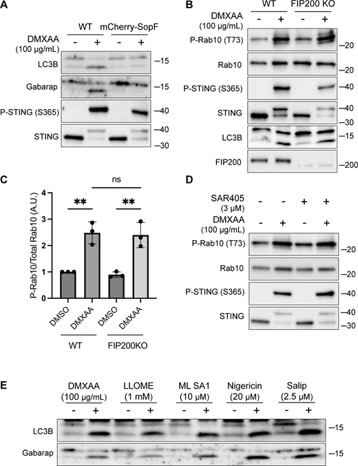 LRRK2 activation is dependent on CASM. (A) Immunoblots from WT and mCherry-SopF–expressing RAW 264.7 cells treated with DMXAA for 2 h. (B) Immunoblots from cells treated with DMXAA for 2 h in FIP200 KO cells. (C) Quantification of the phospho-Rab10 (P-Rab)/Rab10 ratios from panel B. A one-way ANOVA with Sidak’s post-test was performed (WT DMSO versus WT DMXAA, P = 0.0029; FIP200 KO DMSO versus FIP200 KO DMXAA, P = 0.0027; and WT DMXAA versus FIP200 KO DMXAA, P = 0.9998). Error bars represent standard deviations. (D) Immunoblots from cells treated with SAR405, a PIK3C3/VPS34 inhibitor, ± DMXAA. Cells were pretreated ± SAR405 for 30 min prior to the addition of DMXAA and SAR405 was maintained throughout the DMXAA treatment. (E) Immunoblots demonstrating all CASM-activating compounds tested cause the lipidation of LC3B and Gabarap after 2 h of treatment. N-ethylmaleimide (NEM, 20 mM) was used during lysis to help preserve ATG8 lipidation. Molecular weight markers (kDa) are indicated on the right side of each blot. All experiments were conducted in RAW 264.7 cells. Data presented in this figure are representative of results from a minimum of three independent experiments. Source data are available for this figure: SourceData FS3.