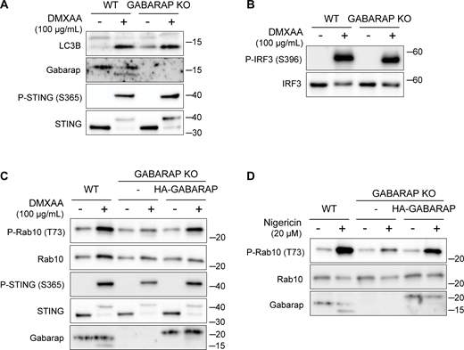 LRRK2 activation is dependent on GABARAP. (A) Immunoblots from WT and GABARAP KO cells treated with DMXAA for 2 h assessing LC3B and GABARAP lipidation. (B) Immunoblots from WT and GABARAP KO cells treated with DMXAA for 2 h to assess IRF3 phosphorylation. (C and D) Immunoblots from WT, GABARAP KO, and GABARAP KO + HA-GABARAP rescue cells treated with DMXAA in C and nigericin in D for 2 h. Molecular weight markers (kDa) are indicated on the right side of each blot. All experiments were conducted in RAW 264.7 cells. Data presented in this figure are representative of results from a minimum of three independent experiments. Source data are available for this figure: SourceData FS4.