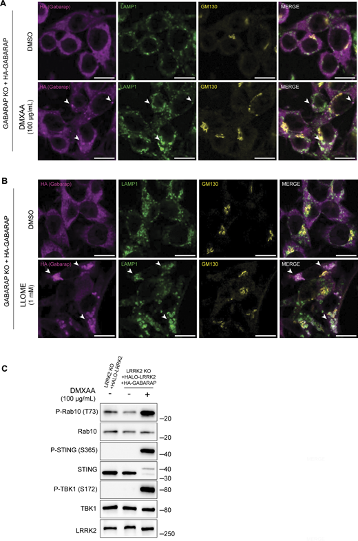 CASM-inducing stimuli cause GABARAP accumulation at lysosomes. (A) Immunofluorescence confocal microscopy analysis of HA-GABARAP localization in cells treated with DMXAA for 2 h. The scale bar represents 10 µm. (B) Immunofluorescence confocal microscopy analysis of HA-GABARAP localization in cells treated with LLOME for 2 h. The scale bar represents 10 µm. (C) Immunoblots from LRRK2 KO + HALO-LRRK2 + HA-GABARAP cells treated with DMXAA for 2 h. Molecular weight markers (kDa) are indicated on the right side of each blot. All experiments were conducted in RAW 264.7 cells. Data presented in this figure are representative of results from a minimum of three independent experiments. Arrowheads in panels A and B highlight examples of sites of colocalization between GABARAP and LAMP1. Source data are available for this figure: SourceData FS5. Refer to the image caption for details.