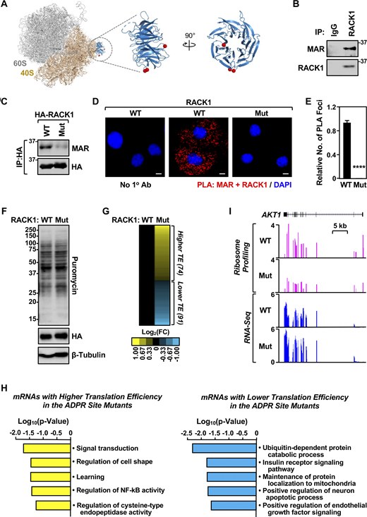 Site-specific MARylation of RACK1 in ovarian cancer cells. (A) Left: Spatial distribution of the proteins modified by MARylation in the 80S ribosome (PDB ID: 4V6X). Middle and right: Sites of MARylation within RACK1 (Asp 144, Glu 145, and Asp 203; blue ribbon) are indicated in two expanded views, with the structure in the right rotated by 90°. (B) RACK1 is MARylated. Endogenous RACK1 was immunoprecipitated (IP) from OVCAR3 cells and subjected to immunoblotting for MAR and RACK1. (C) RACK1 is MARylated at Asp 144, Glu 145, and Asp 203. HA-tagged RACK1 was immunoprecipitated from OVCAR3 cells ectopically expressing wild-type (WT) or MARylation site mutant (Mut) RACK1 and subjected to immunoblotting for MAR and HA. (D) In situ detection of RACK1 MARylation. PLA of RACK1 and MAR in OVCAR3 cells subjected to Dox-induced knockdown of endogenous and re-expression of RACK1 (WT or Mut). DNA was stained with DAPI. Scale bar is 15 µm. (E) Quantification of multiple experiments like the one shown in panel D. Each bar represents the mean + SEM of MAR-RACK1 PLA foci from three biological replicates (Student’s t test, two-tailed, ****P < 0.0001). (F) RACK1-Mut expression does not alter global protein synthesis in OVCAR3 cells. Immunoblot analysis of puromycin incorporation assays from OVCAR3 cells subjected to Dox-induced knockdown of endogenous and re-expression of RACK1 (WT or Mut). β-tubulin serves as a loading control. The sizes of molecular mass markers in kDa are shown. (G and H) Regulation of mRNA translation by RACK1 MARylation. Ribosome profiling of OVCAR3 cells subjected to Dox-induced knockdown of endogenous RACK1 followed by re-expression of exogenous RACK1 (WT or Mut). (G) Heatmap representation of mRNAs that exhibit altered translation efficiency when RACK1-Mut was expressed. (H) Gene ontology enrichment analysis of the translationally upregulated and downregulated mRNAs. (I) RACK1 MARylation regulates the translation of AKT1. Example ribosome profiling and RNA-seq traces of AKT1 in OVCAR3 cells subjected to Dox-induced knockdown of endogenous RACK1 and re-expression of exogenous RACK1 (WT or Mut). A schematic of the AKT1 gene with a scale bar is shown. Source data are available for this figure: SourceData F1. Refer to the image caption for details.