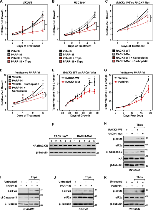PARP14 inhibition sensitizes ovarian cancer cells to stress and inhibits their growth. (A and B) Growth curves in the presence or absence of 10 µM PARP14i and 3 nM thapsigargin (Thps) for the indicated times. (A) SKOV3 cells and (B) HCC5044 cells. Each point represents the mean ± SEM of the growth of the cells relative to Day 0 of treatments (n = 3, two-way ANOVA, **P < 0.001). (C) RACK1-Mut expressing cells are sensitive to ER stress, which inhibits their growth. Growth curves of OVCAR3 cells with Dox-induced knockdown of endogenous RACK1 and re-expression of exogenous RACK1 (WT or Mut) in the presence or absence of 5 µM carboplatin for the indicated times. Each point represents the mean ± SEM of the growth of the cells relative to Day 0 of treatment (n = 3, two-way ANOVA, *P < 0.05). (D) PARP14 inhibition sensitizes ovarian cancer cells to ER stress and inhibits their growth. Growth curves of OVCAR3 cells in the presence or absence of 10 µM PARP14i and 5 µM carboplatin for the indicated times. Each point represents the mean ± SEM of the growth of the cells relative to Day 0 of treatment (n = 5, two-way ANOVA, *P < 0.05). (E–G) Growth curves of OVCAR3 xenograft tumors in immunocompromised NSG mice. The xenograft tumors were established in immunocompromised NSG mice subjected to the experimental conditions and treatments indicated and grown until the mice reached the endpoint for euthanasia as required by IACUC. (E) Growth of OVCAR3 xenograft tumors with Dox-induced knockdown of endogenous RACK1 and re-expression of exogenous RACK1 (WT or Mut) for the indicated times. n = 10 or 8 mice (WT or Mut, respectively), Student’s t test, two-tailed, *P < 0.05; **P < 0.02. (F) Immunoblot analysis of HA-RACK (WT or Mut) expression in the tumors at the end of the experiment. The sizes of molecular mass markers in kDa are shown. (G) Growth of OVCAR3 xenograft tumors with or without PARP14i treatment for the indicated times. n = 5 or 6 mice (vehicle or PARP14i, respectively), Student’s t test, two-tailed, *P < 0.05. (H) RACK1-Mut expressing OVCAR3 cells exhibit greater ER stress. Immunoblot analysis of lysates from OVCAR3 cells with Dox-induced knockdown of endogenous RACK1 and re-expression of exogenous RACK1 (WT or Mut) the presence or absence of 3 nM thapsigargin (Thps) for 24 h as indicated. Blotting for phospho-eIF2a (p-eIF2a), total eIF2a (eIF2a), cleaved caspase-3 (cl Caspase-3), HA, and β-tubulin (loading control) as indicated. The sizes of molecular mass markers in kDa are shown. (I–K) PARP14i-treated cells exhibit greater ER stress. Immunoblot analysis of lysates from (I) OVCAR3, (J) SKOV3, and (K) HCC5044 cells treated with 10 µM PARP14i and 3 nM thapsigargin for 24 h. Blotting for phospho-eIF2a (p-eIF2a), total eIF2a (eIF2a), cleaved caspase-3 (cl Caspase-3), and β-tubulin (loading control) as indicated. The sizes of molecular mass markers in kDa are shown. Source data are available for this figure: SourceData FS3.