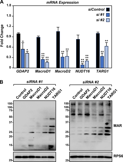 Small-scale siRNA screen to identify a ribosomal MAR hydrolase. (A) HEK-293T cells were subjected to knockdown with two different siRNAs targeting each of the indicated ADPR hydrolases. RT-qPCR analysis of the mRNAs encoding the ADPR hydrolases. Each bar in the graph represents the mean + SEM of the mRNA levels of the indicated ADPR hydrolase, normalized to the levels of RPL19 mRNA (n = 3, one-sided pairwise t tests with the Holm-Sidak correction, *P < 0.05, **P < 0.001, ****P < 0.0001). (B) Immunoblot analysis of ribosome MARylation from cells treated as described in A. RPS6 is a loading control. The sizes of molecular mass markers in kDa are shown. Source data are available for this figure: SourceData FS4. Refer to the image caption for details.