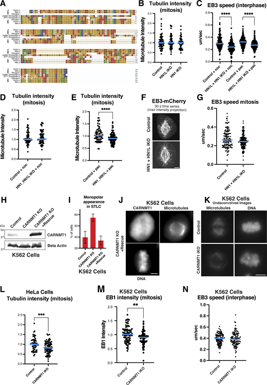 Analysis of identified hits 2. (A) Clustal analysis of HN1, HN1L homologs across species. (B) Quantification of total spindle tubulin immunofluorescence signal in control, HN1, or HN1L iKO HeLa cells. n = 64, 70, 62 across three experimental replicates. (C) EB3 speed quantification in control or HN1+HN1L double iKO HeLa cells treated with nocodazole (noc) or paclitaxel (pac). n = 171, 188, 170, 162 kymographs, n = 31, 33, 32, 33 cells across three experiments. (D) Quantification of total mitotic spindle tubulin signal in the control or HN1+HN1L double iKO HeLa cells treated with nocodazole. n = 71, 72 across three experiments. (E) Quantification of total spindle tubulin signal in the HN1+HN1L double iKO HeLa cells treated with paclitaxel. n = 71, 72 across three experiments. (F) Live confocal image of td-Tomato EB3 in HeLa cells expressing control or HN1+HN1L double iKO. Stills were max projected over 30 s. Scale bar: 2 µm (G) Quantification of EB3 speed of cells in F n = 60, 63 kymographs, n = 24, 25 cells across three experiments. (H) Western blot of control, CARMT1 knockout, or CARNMT1 knock-out K562 cells expressing hardened CARNMT1 rescue construct probed for CARNMT1 or β-actin. (I) Percentage of cells appearing as monopolar in control, CARNMT1 knockout, or CARNMT1 knock-out K562 cells expressing hardened CARNMT1 rescue construct after STLC treatment. n > 100 cells each in three experiments. (J) Immunofluorescence images of CARNMT1 knock-out K562 cells expressing hardened CARNMT1 rescue construct stained for CARNMT1, tubulin, and DNA. Scale bar: 5 µm. (K) Representative max intensity projection of undeconvolved immunofluorescence images of iKO K562 s for control or CARNMT1. Stained for microtubules or DNA. Quantified in Fig. 5 F. (L) Quantification of mitotic spindle tubulin signal in control or CARNMT1 iKO HeLas. n = 58, 64 across three experiments. (M) Quantification of total EB1 immunofluorescence in control or CARNMT1 iKO K562 s. n > 60 across three experimental replicates. (N) Interphase EB3 speed quantification in control or CARNMT1 iKO K562 s expressing td-Tomato EB3. n = 130, 111 kymographs, n = 34, 35 cells across three experiments. Statistical tests performed: Welch’s t test (**P = <0.01, ***P = <0.001, ****p = <0.0001). Blue lines indicate the median. Source data are available for this figure: SourceData FS3. Refer to the image caption for details.