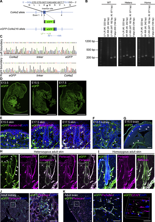 Generation of eGFP-Col4a2 knock-in mice. (A) Targeting strategy for generating eGFP-Col4a2 knock-in mice. An eGFP protein was inserted into the N-terminus region of the 7S domain of the COL4A2 protein (between A28 and Q29). To minimize the structural interference of the inserted fluorescent protein with COL4A2 protein structure and functions, a glycine- and serine-rich flexible linker, GGSGGSGGSGGS, was added to both ends of the EGFP protein. L, linker; LF, left forward primer; LR, left reverse primer; RF, right forward primer; RR, right reverse primer. (B) Image of PCR screening used to distinguish wild-type, heterozygous, and homozygous eGFP-Col4a2 mice. Fabpi-200: An internal control primer pair for detecting the Fabpi gene. A 50 bp DNA ladder RTU (GeneDirex) was used. (C) Genome sequences of boundaries between the Col4a2 gene and linkers. (D) Immunofluorescence images of E13.5, E15.5, and E17.5 embryonic tissues from eGFP-Col4a2 mice stained for eGFP. Scale bars: 3 mm. (E–G) Immunofluorescence images of tissues from eGFP-Col4a2 mouse embryos. (E) At E15.5 (left panel), the eGFP (green) signal is detected at the epidermal BM (white closed arrowheads) below the keratin 14-positive (magenta) basal epidermis, the BMs of the hair placode (yellow closed arrowheads), the dermal vessel-like structures (open arrowheads), and the panniculus carnosus muscle-like layers (arrows). At E17.5 (middle and right panels), eGFP (green) is detected in perlecan-positive (magenta) epidermal and vessel-like BMs. (F) In the E15.5 kidney, eGFP (green) appeared around the tubular epithelial structures (closed arrowheads). (G) In the E15.5 brain, eGFP (green) appears in pial BM zones (closed arrowheads) and vessel capillaries (arrows). DAPI (blue) was used for nuclear counterstaining. Scale bars: (E and F) 20 μm, (G) 200 μm. (H–K) Immunofluorescence images of adult tissues from eGFP-Col4a2 mice. (H) In P56 adult telogen dorsal skin tissues from het mice, eGFP (green) colocalizes with collagen IV (magenta) and perlecan (magenta) in the BMs of the epidermis (closed white arrowheads), hair follicle epithelium (closed yellow arrowheads), arrector pili muscle (arrows), and vessel-like tissues (open arrowheads). (I) In P56 adult telogen dorsal skin tissues from homo mice, eGFP (green) is distributed as it is in het mice and colocalizes with perlecan (magenta). (J) In adult kidneys, eGFP (green) is detected in Bouman’s capsules (closed arrowheads), the mesangial matrix (arrows), and collecting ducts (open arrowheads). The same field of view is presented in Fig. 1 F. (K) In the subventricular zone, eGFP (green) colocalizes with perlecan (magenta) in capillaries (closed arrowheads) and fractone-like structures (open arrowheads) around GFAP+ (magenta) astrocytes. DAPI (blue) was used for nuclear counterstaining. Scale bars: 50 μm. Source data are available for this figure: SourceData FS1.