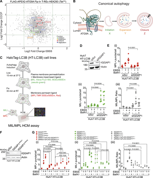 IQGAP1 plays a role in autophagosome closure. (A) Scatter plot of ATG9A proximity proteome comparing starvation-induced autophagy (EBSS, 90 min) and treatment with CCCP (20 µM, 6 h) identified by LC-MS/MS in FLAG-APEX2-ATG9A Flp-In T-REx HEK293(TetON) cells. For highlighted proteins (colors defined in inset legend), functions are separated by the stage of autophagosome biogenesis. (B) Schematic ATG9A was modified from the AlphaFold entry AF-Q7Z3C6 by rotating the unstructured C-terminal loop to avoid clashes with the membrane. Successive stages of autophagosome biogenesis: initiation (X), expansion (Y), and closure (Z). (C) Schematic representation of quantitative high content microscopy HaloTag (HT)-LC3B based closure assay (MIL/MPL HCM) encompassing incubation with membrane-impermeant HT ligand (MIL) to stain and saturate HT-LC3B-II accessible to the cytosol followed by membrane-permeant HT ligand (MPL) to stain LC3B-II (protected from and free of MIL because of sequestration within sealed membranes). (D) IQGAP1 knockdown (siRNA pool) in Huh7 HT-LC3B cells, immunoblot analysis. (E) MIL/MPL HCM quantification in Huh7 HT-LC3B control cells or cells knocked down for IQGAP1. Starvation in EBSS, 90 min incubation ± 100 nM BafA1. (i) MPL+ puncta (red symbols), closed autophagosomes. (ii) MIL+ puncta (green symbols), unclosed phagophores, and other accessible HT-LC3B; (iii) Ratio of MIL+ and MPL+ profiles (puncta/cell; gray symbols) in i and ii. Circles, siRNA control cells; squares, cells knocked down for IQGAP1. (F) Immunoblot of IQGAP1 KD with individual siRNAs, MIL/MPL HCM quantification in Huh7 HT-LC3B control cells or cells knocked down for IQGAP1 (siRNA1, squares; siRNA2, triangles) and complementation with siRNA resistant constructs pDest-3xFLAG-iQGAP1Res1 (diamonds) or pDest-3xFLAG-IQGAP1Res2 (inverted triangles) against siRNA1 and siRNA2, respectively. Starvation in EBSS, 90 min incubation ± 100 nM BafA1. (i–iii) MPL+ puncta (red symbols), (ii) MIL+ puncta (green symbols), (iii) Ratio of MIL+ and MPL+ profiles (puncta/cell; gray symbols). HCM parameters: 60 fields/well, >500 primary objects (cells)/well; 6 (E) or 4 (F) wells per sample/plate. Statistical significance was determined by one-way ANOVA and post-hoc Tukey’s multiple comparison test. Data, means ± SD, n = 5 (E) or 3 (F) biologically independent experiments per condition. Source data are available for this figure: SourceData F1.