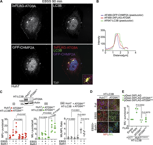 ATG9A colocalizes with CHMP2A and supports sequential stages in autophagosome biogenesis. (A) Confocal microscopy imaging of Huh7WT cells transiently transfected with pDest-3xFLAG-ATG9A and GFP-CHMP2A and stained for endogenous LC3B. Cells were starved in EBSS for 90 min. White square, enlarged area in the inset (merged image; dashed diagonal line - section). (B) Profile intensity (dashed diagonal in A inset) for multiple fluorescence channels. (C) Immunoblot analysis of ATG9A KO in Huh7 cells and MIL/MPL HCM closure assay in Huh7WT (circles) and Huh7ATG9AKO (squares) cells stably expressing HT-LC3B; starvation-induced autophagy (EBSS, 90 min) ± 100 nM BafA1. (i–iii) Quantifications: (i) MPL+ HT-LC3B (red symbols); (ii) MIL+ HT-LC3B (green symbols); (iii) MIL/MPL ratios (puncta/cell; gray symbols). (D) HCM images: red masks, MPL+ profiles, green masks, MIL+ profiles. Quantification: >500 (cells)/well with 80 fields/well; 6 wells per sample/plate. Data, means ± SD, n = 5 (biologically independent experiments); one-way ANOVA followed by Tukey’s multiple comparison test. (E) Complementation analysis of Huh7ATG9AKO HT-LC3B cells transfected with pDest-3xFLAG, pDest-3xFLAG-ATG9AWT or pDest-3xFLAG-ATG9AM33 mutant. Source data are available for this figure: SourceData F3. Refer to the image caption for details.