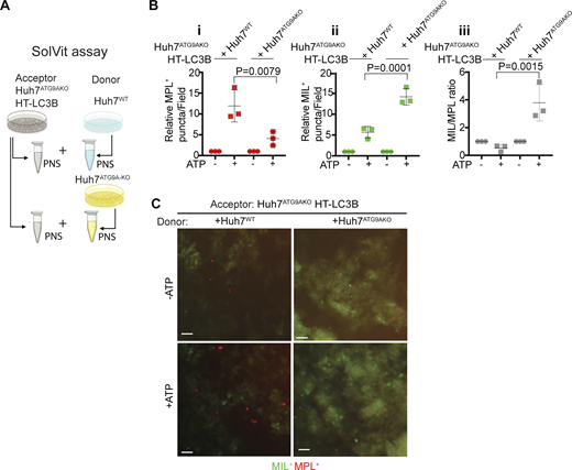In vitro assay for autophagosome closure. (A) SolVit (sealing of organellar limiting membranes in vitro) assay schematic: in vitro complementation by mixing postnuclear supernatants (PNS) from ATG9AKO HT-LC3B cells (Acceptor) with PNS from ATG9AWT or ATG9AKO cells (Donor), ±ATP, incubated for 1 h. PNS were from cells treated with 20 μM CCCP for 6 h. Reaction products were stained with MIL and MPL sequentially and immobilized in mounting media on the bottom of 96-well plates followed by HCM quantification. (B i–iii) MPL+ profiles (red); (ii) MIL+ profiles (green). (iii) MIL/MPL ratios (gray). Each HCM experimental point: 1,000 valid primary objects/cells per well, 5 wells/sample. Data, means ± SD, n = 3 (biologically independent experiments); one-way ANOVA followed by Tukey’s multiple comparison test. (C) Examples of HCM images from SolVit assay. Red profiles, MPL+ closed LCB+ membranes; Green profiles, MIL+ unclosed LC3B+ membranes. Scale bars, 3 μm. Source data are available for this figure: SourceData F4.