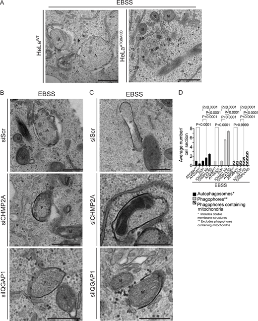 Ultrastructural analysis of ATG9A, IQGAP1, and CHMP2A in autophagosome closure. (A–C) Representative transmission electron microscopy (EM) micrographs of profiles in HeLaWT and HeLaATG9AKO (A), and HeLa cells treated with siRNA control (siScr), CHMP2A siRNA, or IQGAP1 siRNA (B and C). Cells were treated with EBSS (90 min) to induce autophagy. Examples of mitochondria engulfed in phagophores (C) in CHMP2A and IQGAP1 knockdown cells after EBSS treatment (90 min). (D) Quantification of autophagic structures (average number/cell section) in cells treated with EBSS (90 min) 60 sections were examined for counting. A, autophagosomes (engulfed content of similar electron density to surrounding cytosol); ER, endoplasmic reticulum; HDP, high density particle; M, mitochondria; P, phagophores. Statistics, unpaired t test. Data, sample mean, SE. Source data are available for this figure: SourceData F5.