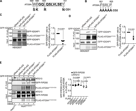 The C-terminal domain of ATG9A mediates its interaction with IQGAP1. (A and B) CD1 and CD2 mutant sites. Numbers, position within full size ATG9A. Mutated residues in ATG9A are indicated in gray. In A: S, polar instead of aromatic W; K, basic instead of acidic E; R, charged instead of aliphatic L; and N, polar instead of aromatic Y. In B, five consecutive residues (FSRLP) were changed to five As. (C) Co-IP analysis of pDest-3xFLAG-ATG9AWT or pDest-3xFLAG-ATG9ACD1 with pDest-GFP-IQGAP1 in transfected HEK293T cells and quantification of GFP-IQGAP1 and FLAG-ATG9A ratios. (D) Co-IP analysis of pDest-3xFLAG-ATG9AWT or pDest-3xFLAG-ATG9ACD2 with GFP-IQGAP1 in transfected HEK293T cells and quantification of GFP-IQGAP1 and FLAG-ATG9A intensity ratios. (E) Co-IP analysis of CD1 and CD2 ATG9A mutants (3xFLAG fusions) with GFP-FIP200 and endogenous ATG13. Huh7ATG9AKO were transfected with pDest-3xFLAG, pDest-3xFLAG-ATG9AWT, pDest-3xFLAG-ATG9ACD1, pDest-3xFLAG-ATG9ACD2. Autophagy was induced by EBSS (90 min). Data are means ± SD, n = 3–5 (biologically independent experiments); one-way ANOVA followed by Tukey’s multiple comparison test. Source data are available for this figure: SourceData F6.