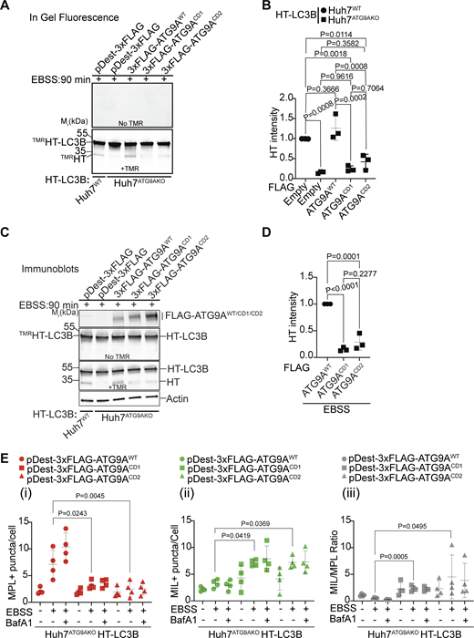 Disrupted ATG9A–IQGAP1 interaction impairs autophagosomal closure. (A–D)TMRHT release assay (see Fig. 2) in Huh7WT or Huh7ATG9AKO cells stably expressing HT-LC3B. Huh7ATG9AKO transfected with pDest-3xFLAG, pDest-3xFLAG-ATG9AWT, pDest-3xFLAG-ATG9ACD1, or pDest-3xFLAG-ATG9ACD2. Free TMRHT was measured by in-gel fluorescence (A and B) and immunoblotting (C and D). Cells were induced for autophagy in EBSS (90 min). Data are means ± SD, n = 3 (biologically independent experiments); one-way ANOVA followed by Tukey’s multiple comparison test. (E) MIL/MPL HCM assay in Huh7ATG9AKO HT-LC3B cells transiently transfected with pDest-3xFLAG-ATG9AWT (circles), pDest-3xFLAG-ATG9ACD1 (squares), or pDest3xFLAG-ATG9ACD2 (triangles). Gating on FLAG immunofluorescence was used to identify transfected cells. (i–iii) MPL+, closed HT-LC3B profiles (red symbols); (ii) MIL+, accessible HT-LC3B (green symbols); (iii) MIL/MPL ratios (gray symbols) of puncta/cell values in (i) and (ii). Cells were starved in EBSS for 90 min ± 100 nM BafA1, sequentially incubated with HT ligands MIL and MPL with immunostaining of FLAG incorporated into the protocol. Quantification: >500 cells/well; 4 wells per sample/plate, Data, means ± SD, n = 4 (biologically independent experiments); ANOVA followed by Tukey’s multiple comparison test. Source data are available for this figure: SourceData F7. Refer to the image caption for details.