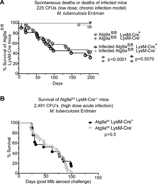 Effects of ATG9A on the viability of mice and in a murine model of tuberculosis. (A) Survival curves of Atg9afl/fl LysM-Cre+ and Atg9afl/fl LysM-Cre− littermate mice uninfected or infected with M. tuberculosis Erdman aerosol (low dose/chronic infection; initial lung deposition, 225 CFU). (B) Survival curves of Atg9afl/fl LysM-Cre+ or Atg9afl/fl LysM-Cre− mice infected with M. tuberculosis Erdman aerosol (high dose/acute infection; initial lung deposition 2,491 CFU). CFU, colony forming units. Statistical test, Mantel–Cox. Source data are available for this figure: SourceData F8.