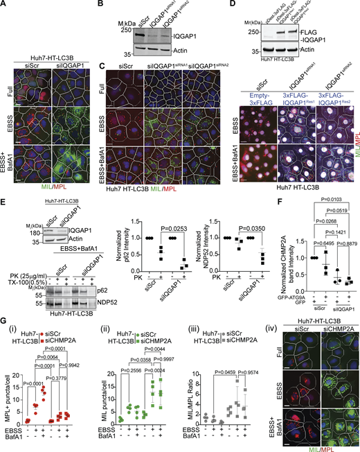 IQGAP1 contributes to autophagosome closure via CHMP2A. (A) HCM Images (example) of the effects of IQGAP1 knockdown in Huh7-HT-LC3 cells in Fig. 1 E, (masks: white, primary objects; green, MIL+ profiles; red, MPL+ profiles). (B) Immunoblot analysis of IQGAP1 knockdown with individual siRNAs, siRNA1 or siRNA2 in Huh7 HT-LC3B cells. (C) HCM example images corresponds to Fig. 1, F i–iii. (D) Upper panel, expression analysis by immunoblotting of the siRNA1 or siRNA2 resistant constructs pDest-3xFLAG-IQGAP1Res1 and pDest-3xFLAG-IQGAP1Res2 in Huh7 HT-LC3B cells. Lower panel, examples of HCM images of FLAG+ (gated) cells transfected with pDest-3xFLAG-IQGAP1Res1 or pDest-3xFLAG-IQGAP1Res2, corresponding to Fig. 1, F i–iii. (E) Immunoblot analysis of IQGAP1 knockdown in Huh7 HT-LC3B cells (top blot) and protease protection assay (bottom blot) of p62 and NDP52 in Huh7 HT-LC3B cell extracts (siRNAs: Scr, siRNA control; siIQGAP1, IQGAP1 siRNA) ± proteinase K with or without Triton X-100 treatment. Quantification of p62 and NDP52 levels (band intensities) in control and proteinase K-treated samples. Data are means ± SD, n = 3 (biologically independent experiments); one-way ANOVA followed by Tukey’s multiple comparison test. (F) Quantification by immunoblotting (band intensity) of CHMP2A in whole cell lysates in control cells and cells knocked down for IQGAP1 (corresponding to Fig. 2, D ii). (G) Quantification (i–iii) and example images (iv), MIL/MPL HCM assay in Huh7 HT-LC3B cells treated with control (siScr) or CHMP2A siRNA (siCHMP2A) and sequentially incubated with membrane-impermeable HT ligand (MIL) to stain HT-LC3B-II (cytosolic) and membrane-permeant HT ligand (MPL) to stain LC3B-II, sequestered within closed membrane. HCM images: MPL+ (red mask) and MIL+ (green mask) puncta. Huh7 HT-LC3B cells were incubated in EBSS to induce autophagy for 90 min ± BafA1 (100 nM). Scale bars, 10 μm. Source data are available for this figure: SourceData FS1.