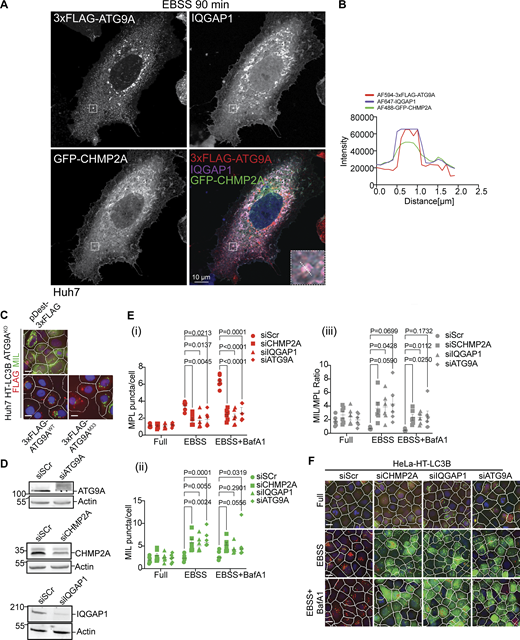 Localization analysis of IQGAP1, CHMP2A, and ATG9A and effects of their depletion on autophagosome closure. (A) Huh7WT cells were transiently co-transfected with pDest-3xFLAG-ATG9A and pDest-GFP-CHMP2A and stained for endogenous IQGAP1. Cells were starved in EBSS for 90 min. The selected area is shown within the white square, and the inset is depicted in the merged image. The region of interest (ROI) is marked with a diagonal dashed white line. (B) Profile intensity (dashed diagonal in A inset) for multiple fluorescence channels. (C) Representative images (HCM), one of 80 fields/well in reference to Fig. 3 E. Huh7WT and Huh7ATG9AKO cells stably expressing HT-LC3B complemented with pDest-3xFLAG-ATG9AWT or pDest-3xFLAG-ATG9AM33 (lipid scramblase mutant). (D) Immunoblot analysis of ATG9A, CHMP2A and IQAGP1 knockdown in Huh7 HT-LC3B cells. (E) Quantification, MIL/MPL HCM closure assay. HeLa HT-LC3B (stable cells) treated with siRNAs for CHMP2A (squares), IQGAP1 (triangles), ATG9A (diamonds), or control (Scr; circles). Autophagy was induced in EBSS for 90 min ± BafA1 (100 nM). Cells were sequentially incubated with MIL to stain unclosed structures and MPL to stain HT-LC3B-II available in closed membrane. (i–iii) MPL+, (red) puncta/cell, (ii) MIL+ (green) puncta/cell; (iii) MIL/MPL (gray) ratios of puncta per cell in I and ii. (F) HCM images represent examples (1 of 80 fields/well; >500 primary objects (cells)/well; 4 wells per sample/plate) of MPL+ (red masks; closed) and MIL+ (green masks; unclosed) quantified in E. Data means, ± SD, n = 5 (biologically independent experiments); two-way ANOVA followed by Tukey’s multiple comparison test Scale bars, 10 μm. Source data are available for this figure: SourceData FS2.