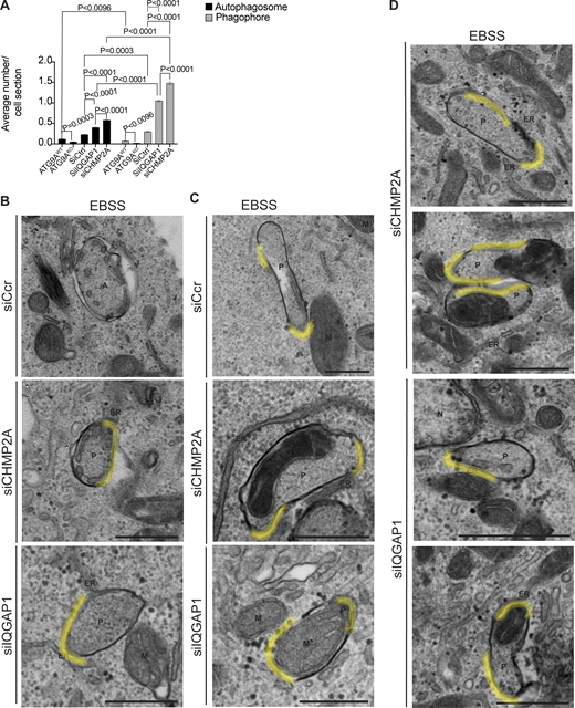 Transmission electron microscopy analysis of HeLa cell knocked out for ATG9A or knocked down for CHMP2A and IQGAP1. (A) Quantification of the average number of autophagosomes (black bars) and phagophores (gray bars) per cell section in HeLaWT or HeLaATG9AKO, HeLa siRNA control (siScr), or HeLa knockdown for CHMP2A and IQGAP1 (non-normalized data corresponding to the graph in Fig. 3 D). (B and C) Electron micrographs as in Fig. 3 with highlighted (yellow) open regions. (C and D) Additional examples (micrographs) representing phagophores containing mitochondria or not in CHMP2A and IQGAP1 knockdown cells quantified in Fig. 3 D. T test. Data means ± SE. Scale Bar 500 nm. A: Autophagosome; ER, Endoplasmic Reticulum; M, Mitochondria; M*, Mitochondria inside a phagophore; N, Nucleus; P, Phagophore. Source data are available for this figure: SourceData FS3. Refer to the image caption for details.
