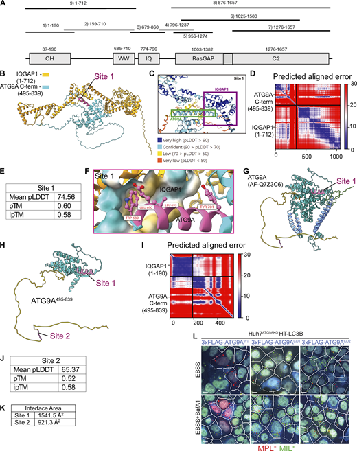 AlphaFold-Multimer modeling of potential IQGAP1-ATG9A interacting sites. (A) Annotated regions of IQGAP1 with fragments used in AlphaFold Multimer predictions; numbers, start/end residues. (B) Rank 1 model of Site 1. (C) Highlighted regions of ATG9A and IQGAP1 colored by pLDDT score (defined in legend). (D) Predicted aligned error (PAE) plot for site 1 model. (E) AlphaFold confidence metrics for Site 1. (F) Putative interactions predicted by AlphaFold-Multimer. Site 1 flipped 180° to enable viewing of a putative binding pocket in IQGAP1. (G) AlphaFold model of full-length ATG9A (AlphaFold database: AF-Q7Z3C6). Yellow, unstructured C-terminal region; green, unstructured N-terminal region; cornflower blue, transmembrane helices; magenta, predicted binding site. (H) AlphaFold model of ATG9A495–839 colored using the same scheme as in G. (I) Predicted aligned error (PAE) plot for site 2 model. (J) AlphaFold confidence metrics for Site 2. (K) Interface area as calculated using the PISA server for both Site 1 and Site 2. (L) Example images (MIL/MPL HCM) corresponding to the complementation experiments in Fig. 7 E. White masks, primary objects (cells); red masks, MPL+ structures; green masks, MIL+ structures. Gating was on FLAG transfected cells stained with anti-FLAG for immunofluorescence detection (blue). Scale bar 10 μm. Source data are available for this figure: SourceData FS5. Refer to the image caption for details.