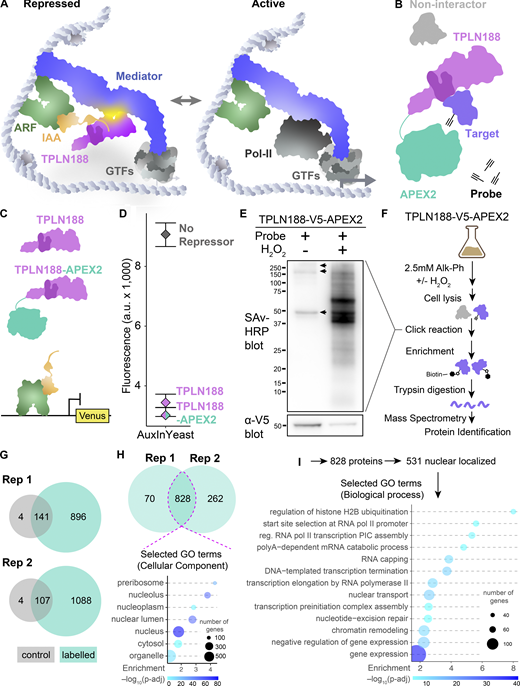 Identifying TPL proteins interactors in yeast through APEX2 proximity labeling. (A) Schematic of the native auxin nuclear response components switching from repressed to active as we currently understand it. ARF – Auxin response factor (TF), IAA – AUX/IAA proteins, TPLN188 – the N-terminal domain of TPL, with the LisH highlighted in a darker shade, GTFs – general transcription factors, Mediator – the mediator complex, and Pol-II – RNA polymerase II. (B) Schematic of the TPLN188–APEX2 fusion protein and its intended use in proximity labeling TPL-interacting proteins. (C) Schematic of the use of TPLN188 (purple) or TPLN188–APEX2 (purple/teal fusion protein) in the AtARCSc in a design unfused to the IAA (orange). The ARF (green) is recruited to a promoter driving Venus (yellow) for detection by flow cytometry. (D) Flow cytometry experiments of the TPL proteins indicated. Every point represents the average fluorescence of 5–10,000 individually measured yeast cells (a.u.: arbitrary units). (E) Streptavidin-HRP blot analysis to compare TPLN188–APEX2-labeling efficiency in yeast with Alk-Ph with and without H2O2. Alkyne-modified proteins were ligated with azide-(PEG)3-biotin via click reaction. Molecular weight standards are shown in kDa. Arrows indicate endogenously biotinylated proteins. Bottom: α-V5 western blot showing the expression of TPLN188–APEX2. (F) Workflow of protein-level proteomic experiments. Negative controls are yeast cells treated in the absence of the H2O2. Experiments were performed with two replicates for each condition. (G) Venn diagrams showing the numbers of proteins identified across replicated proteomic experiments ± H2O2, gray – control, labeled – teal. (H) Venn diagrams showing the numbers of proteins overlapping between the plus probe experiments that are not found within the control condition. Dotted pink line indicates the overlap between experiments which were taken for further analysis. Bottom: Selected Gene Ontology (GO) analysis for Cellular Component of all 828 proteins identified within the pink line. (I) Selected gene ontology analysis for nuclear proteins identified within the pink line. Source data are available for this figure: SourceData F1. Refer to the image caption for details.
