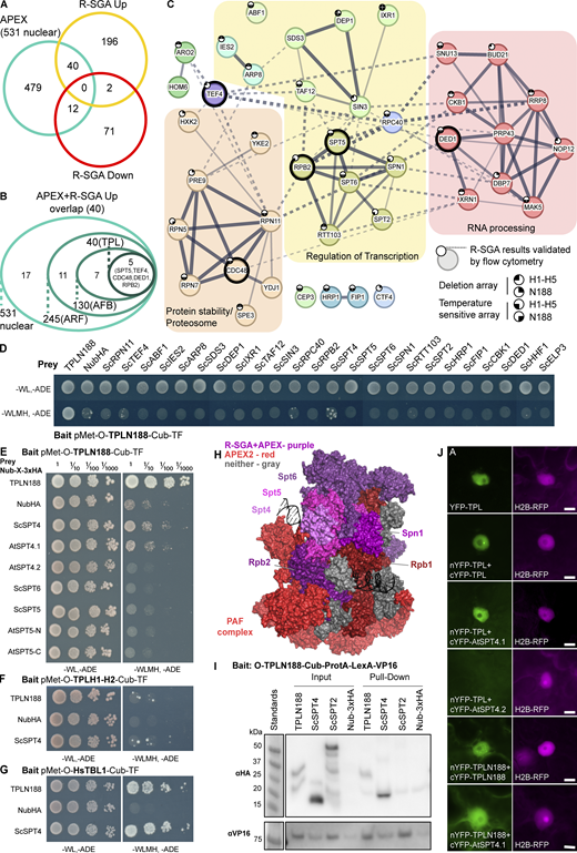 TPL interacts with the SPT4/SPT5/SPT6 complex through the conserved elongation factor SPT4. (A) Venn diagram intersection of genes identified by APEX labeling and R-SGA analysis. 531 nuclear proteins from APEX (teal), 238 upregulated R-SGA mutants (gold), and 85 downregulated (red) mutants. (B) A nested circle diagram depicts the APEX enrichment of the 40 proteins from the overlapping results of APEX and upregulated R-SGA. Nested circles represent the relative enrichment positions of known controls (TF-ARF, F-Box-AFB2, TPLN188). Five proteins were enriched at or above the level of the TPLN188–TPLN188 interaction (SPT5, TEF4, RPB2, CDC48, and DED1). (C) STRING protein network of the top 40 interacting proteins. The network is enriched for three main categories as defined by GO terminology: proteasome/protein stability—orange, regulation of transcription—yellow, and RNA processing—red. The five most highly enriched by APEX-labeling are highlighted with a heavy-weight outline. The network was clustered to an MCL inflation parameter of 3. Subclusters of genes are colored, and network edges between clusters are shown as dotted lines. Line thickness indicates the strength of support. STRING minimum required interaction score – 0.4. Small circles at the top left of the node indicate whether this R-SGA mutant was validated by flow cytometry, and in which TPL-truncation it was validated. (D–G) Cytoplasmic split-ubiquitin system (CytoSUS) assays with candidate interacting proteins. Nub-3xHA is the N-terminal fragment of ubiquitin expressed with no fusion protein and is used as a negative control. −WL, −ADE: dropout lacking Trp, Leu, and Ade (growth control); −WLMH, −ADE: dropout lacking Trp, Leu, His, Met, and Ade (selective media). The plating for each panel was performed on the same day. (D) CytoSUS interaction of TPLN188 with yeast proteins identified in the top 40, all individuals enriched for GO terms relating to transcription were tested in addition to other selected candidates. (E) CytoSUS interaction of TPLN188 with SPT/DSIF specific components from yeast and Arabidopsis. (F) CytoSUS interaction of TPL H1–H2 (LisH domain) with ScSPT4. (G) CytoSUS interaction of HsTBL1 N-terminal domain (N98) with ScSPT4. (H) Structure of RNA POL II subunits, DNA, PAF complex, with SPT/DSIF proteins – from yeast (Komagataella phaffii) 7XN7 (Ehara et al., 2022). Proteins identified by both APEX2 labeling and R-SGA - purples (SPT5, SPT6, RPB2, SPN1), identified only by APEX2 – reds, undetected – gray, SPT4 – pink. Each color is shaded slightly differently to highlight borders. (I) The TPL-ProteinA-TF fusion protein can pull down TPL, ScSPT4 from yeast extracts using IgG-beads. Detection of the VP16 transcriptional activator demonstrates enrichment of the fusion protein (αVP16). Each prey protein is detected via the 3xHA tag (αHA). (J) Bimolecular fluorescence complementation assay performed in Nicotiana benthamiana (tobacco). Each image is an epi-fluorescent micrograph taken at identical magnification from epidermal cells 2 days after injection. The YFP image is colored green (left panel). p35S:H2B-RFP was used as a control and is false-colored magenta (right panel). Source data are available for this figure: SourceData F3. Refer to the image caption for details.
